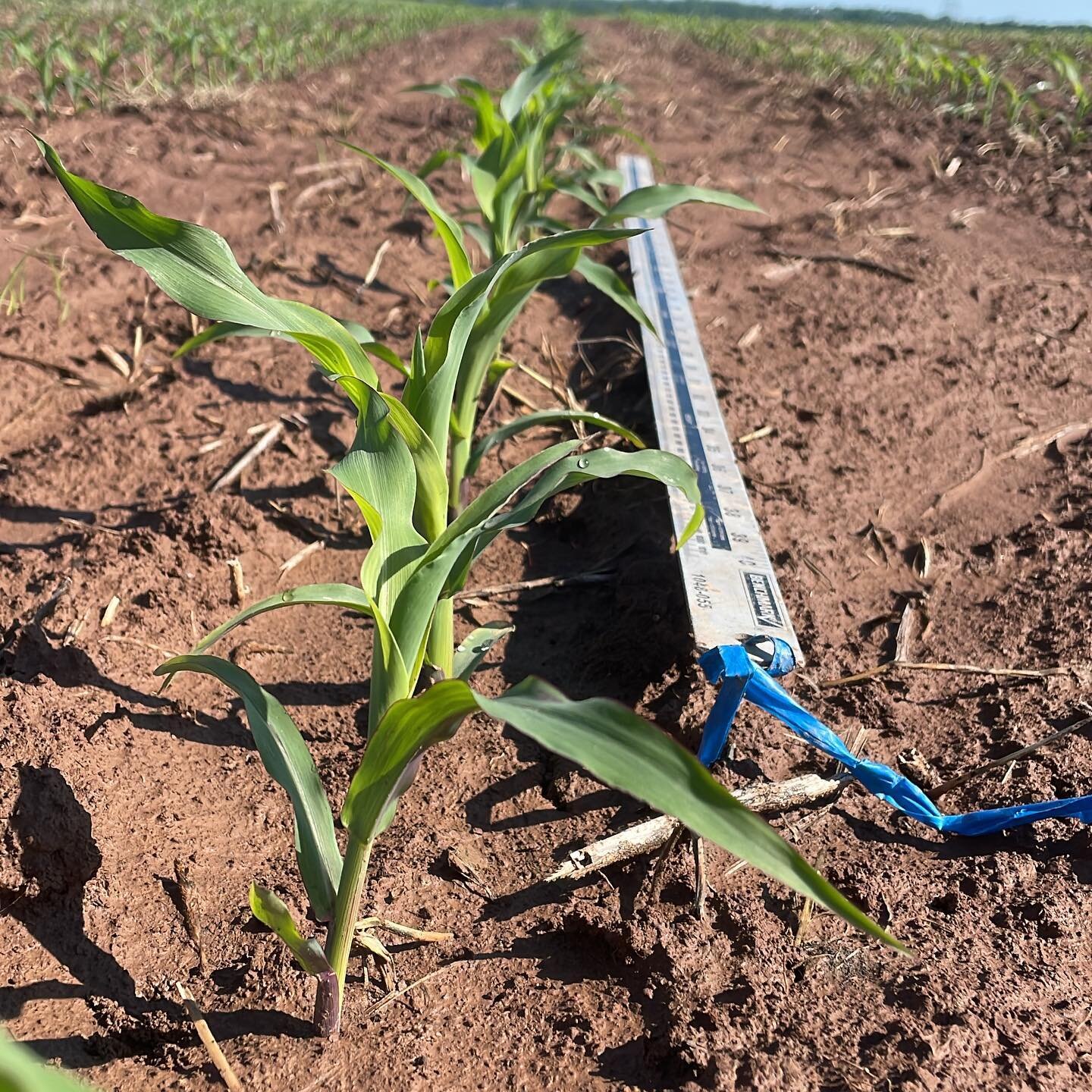 Out and about in NS today taking emergence counts at some of the Atlantic Grains Council Trial plots! This trial measures yields of corn with different amounts of Boron applied in the top dress.