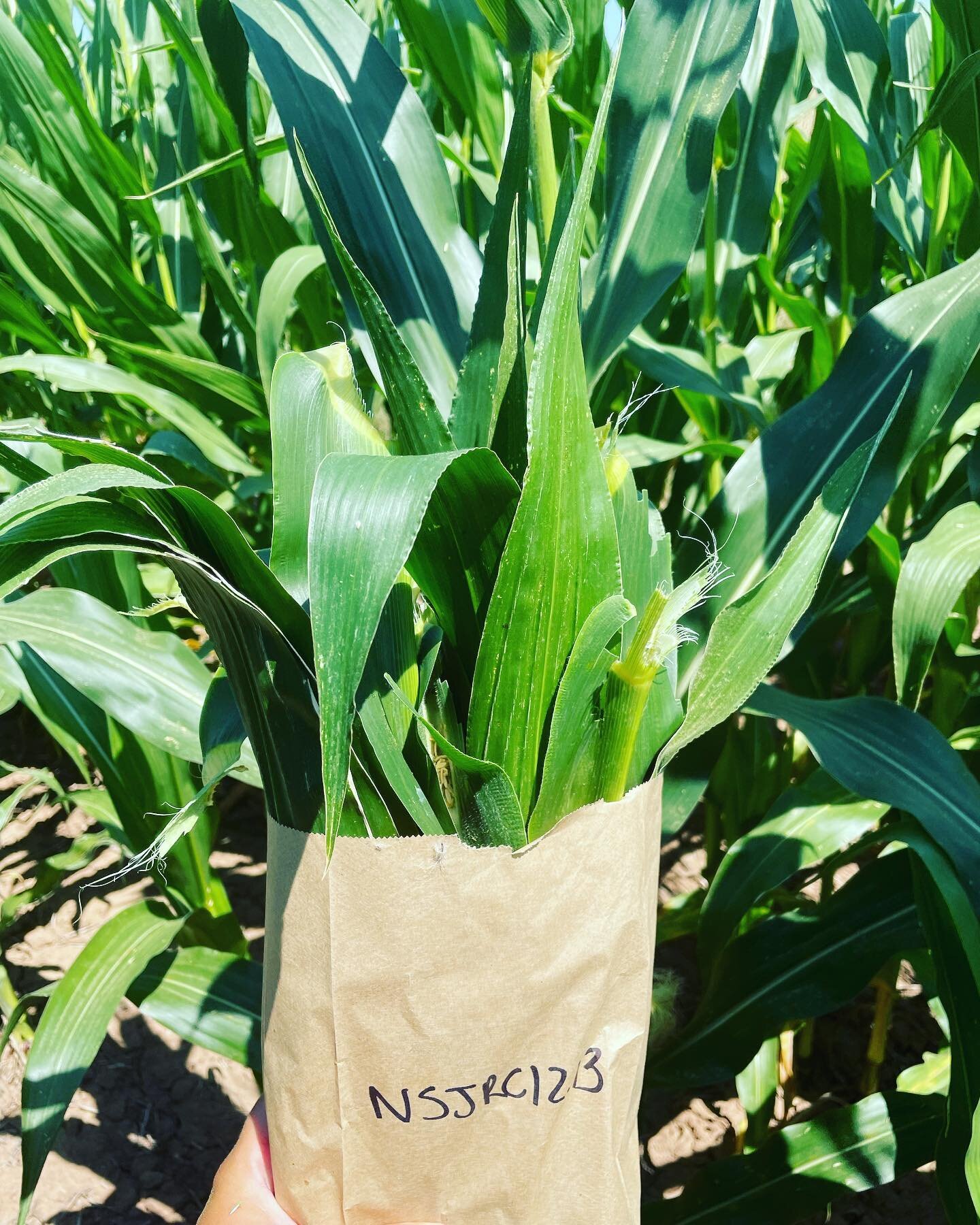 Corn is silking so we are tissue sampling! This is our first corn tissue sample of the year at an Atlantic Grains Council corn boron trial in Hants County, NS