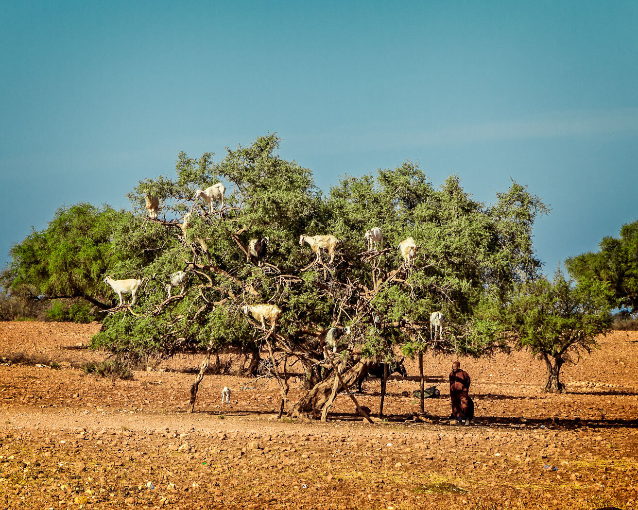  Morocco,  Argan Tree Goats 