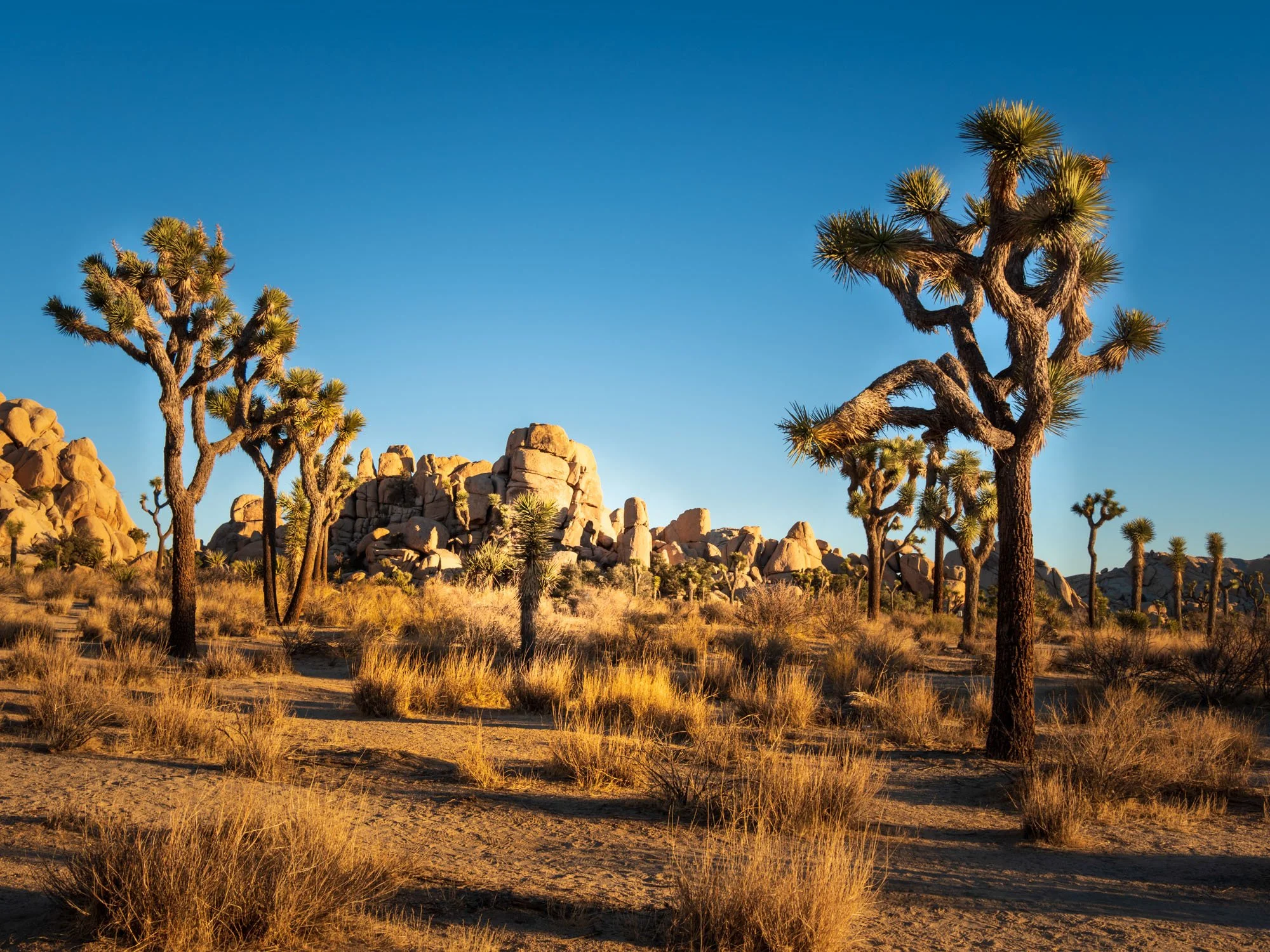 Joshua Tree National Park, Hidden Valley