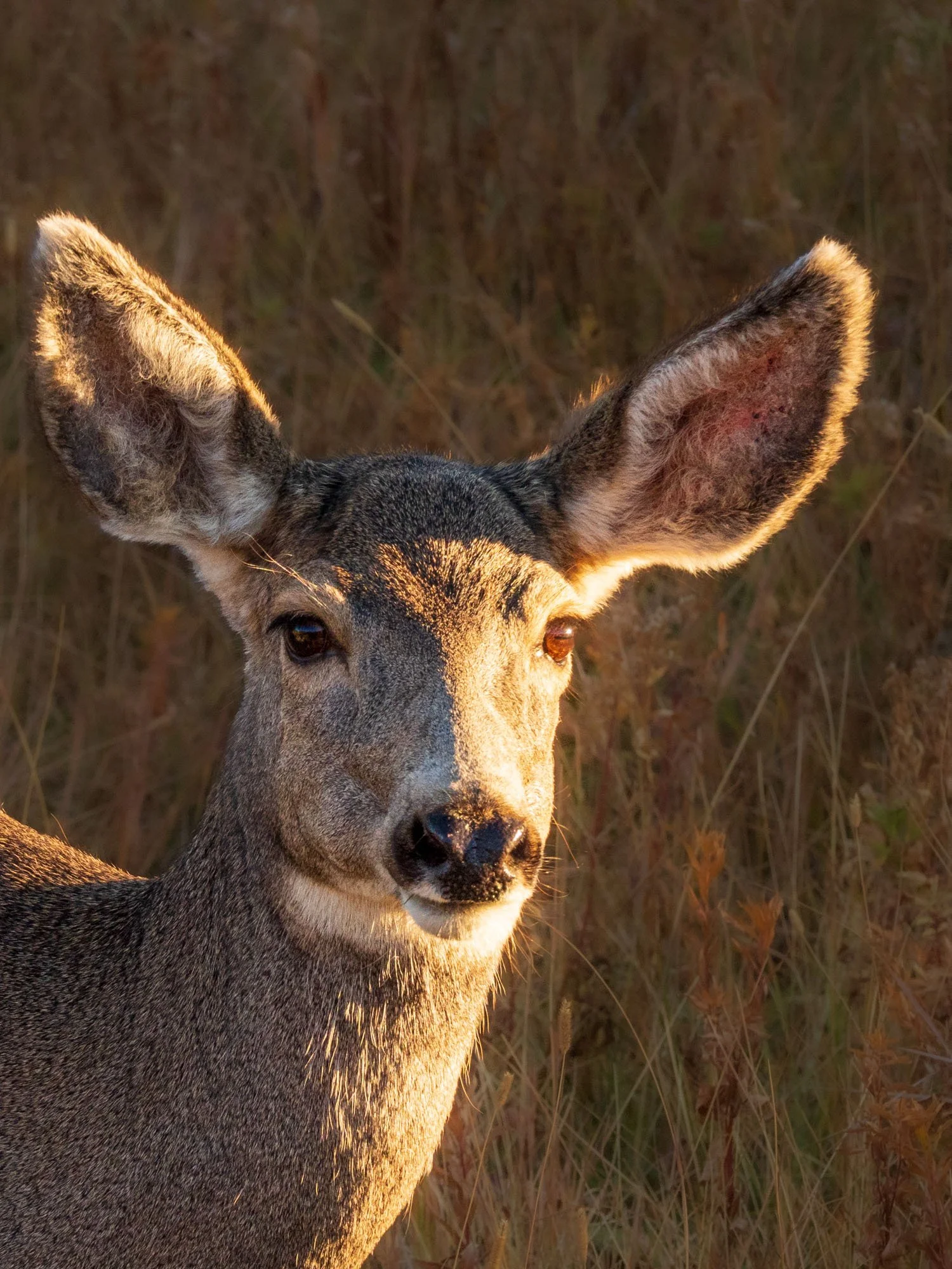 Yellowstone National Park, Elk Doe