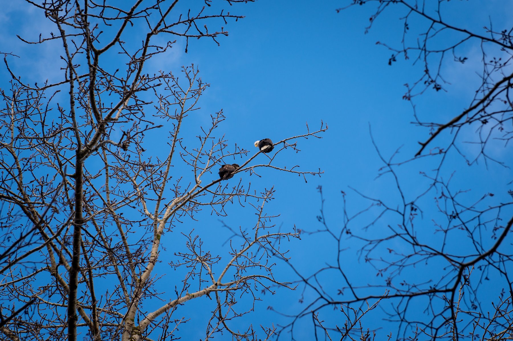  This is a case of, a longer lens would be better, but I loved these 2 eagles hanging out and watching us.  Because the longest I had was a 70mm I tried to frame the birds and waited til I could see the beaks. For me not every photo is supposed to be