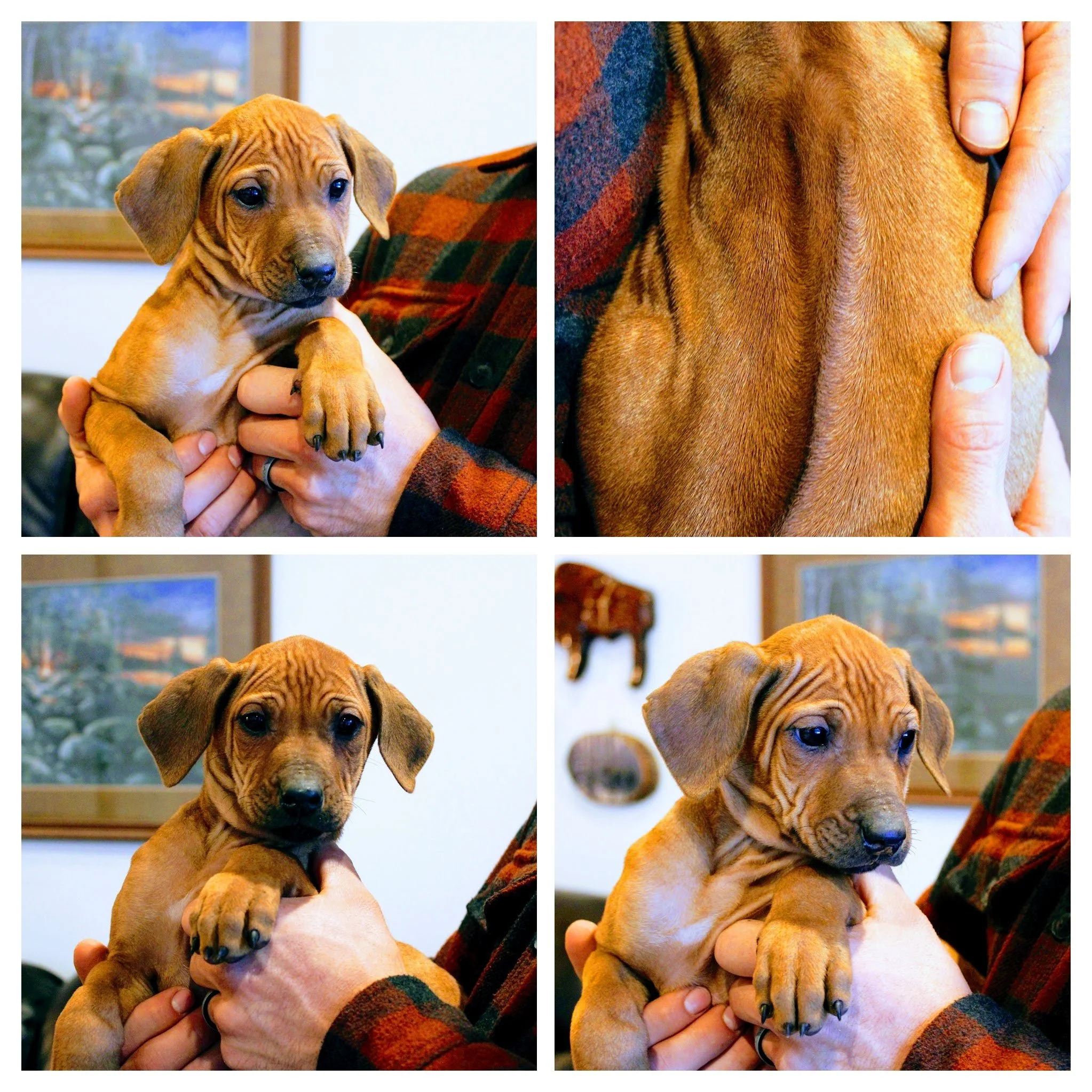Ridgeback Mix Puppies