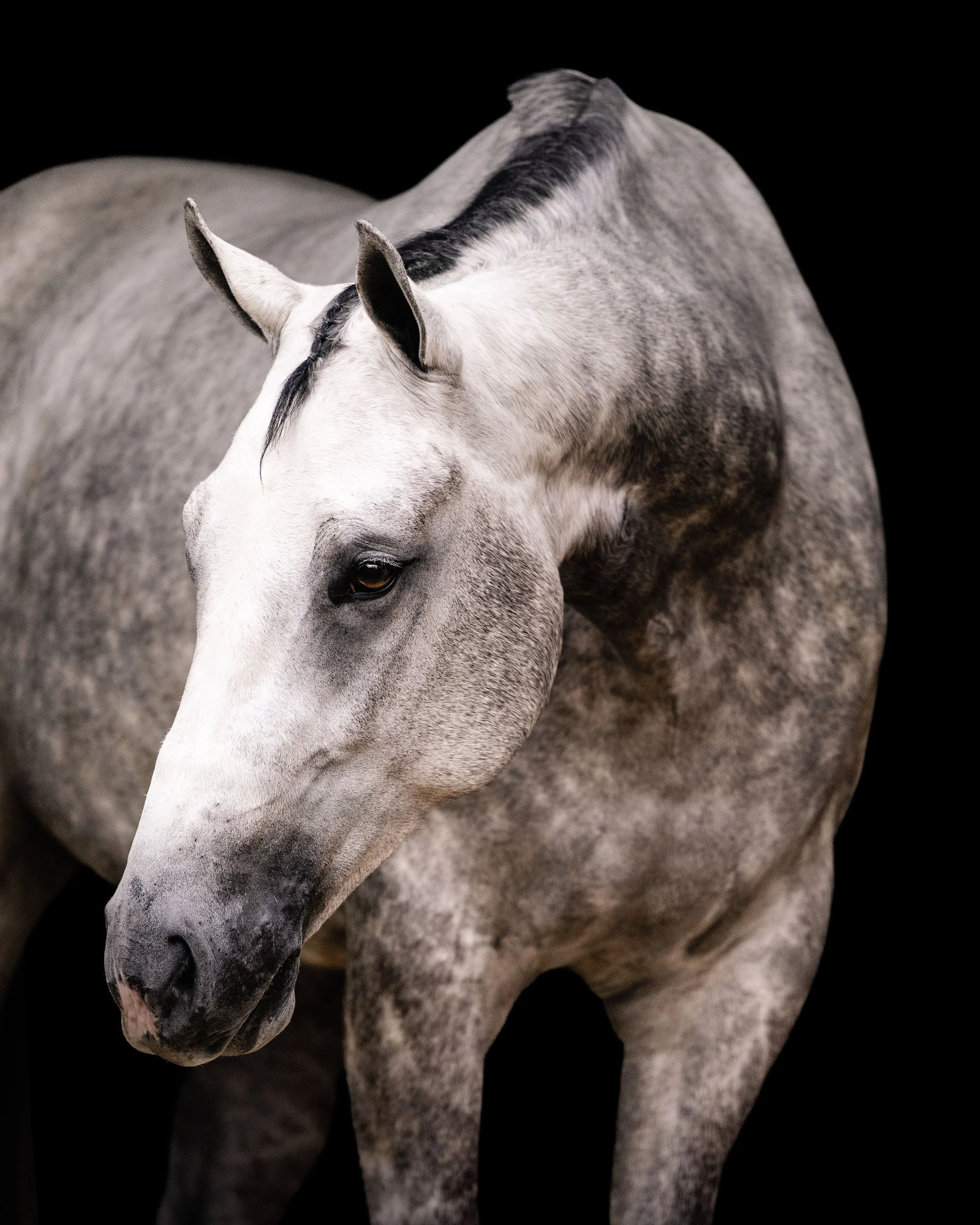 Gray and white spotted horse with a black mane against a black background.