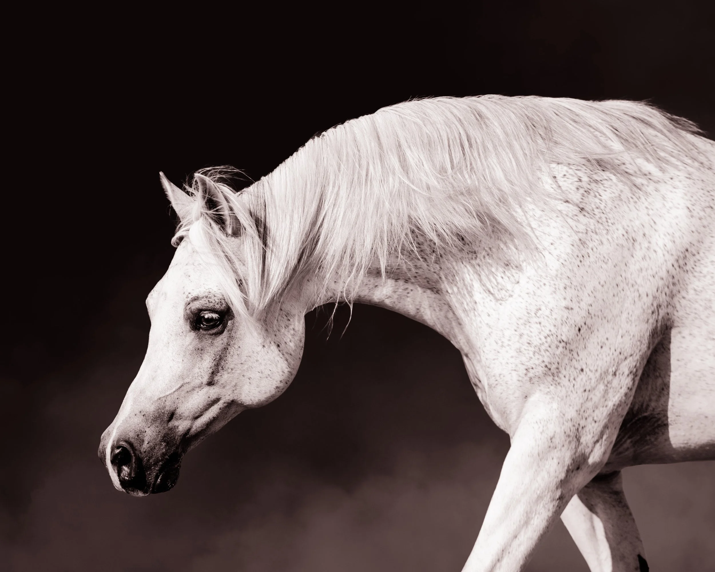 A white horse with a flowing mane, standing against a dark background.
