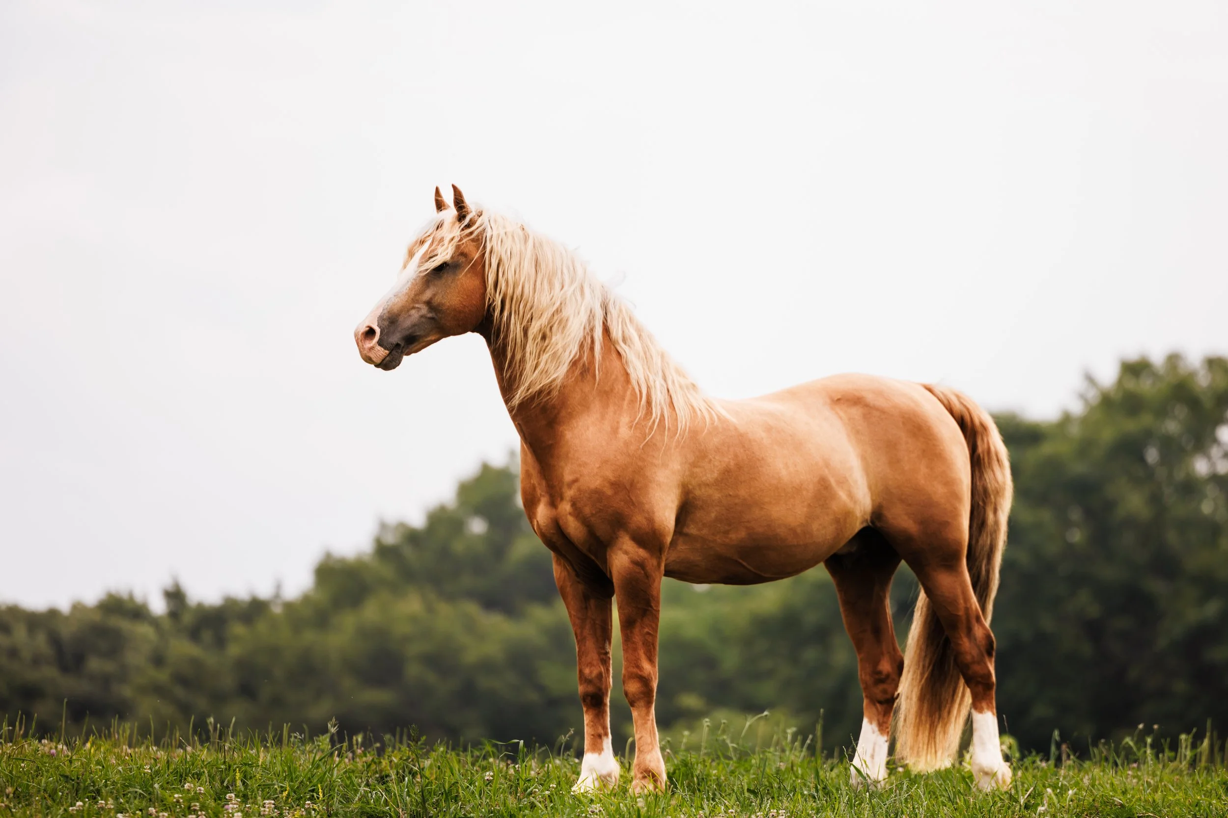 A golden horse standing on a grassy field with a background of trees and an overcast sky.