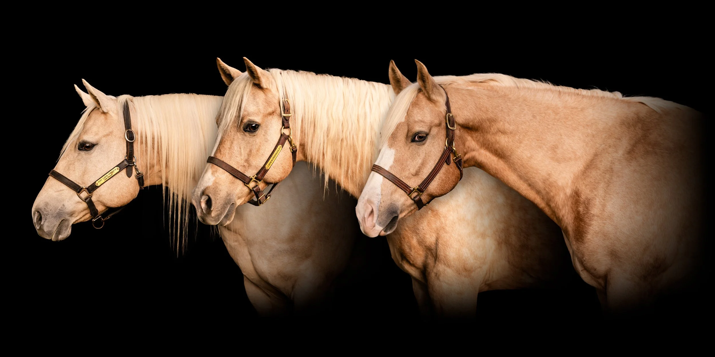 Four palomino horses with light manes and brown halters standing in a row against a black background.