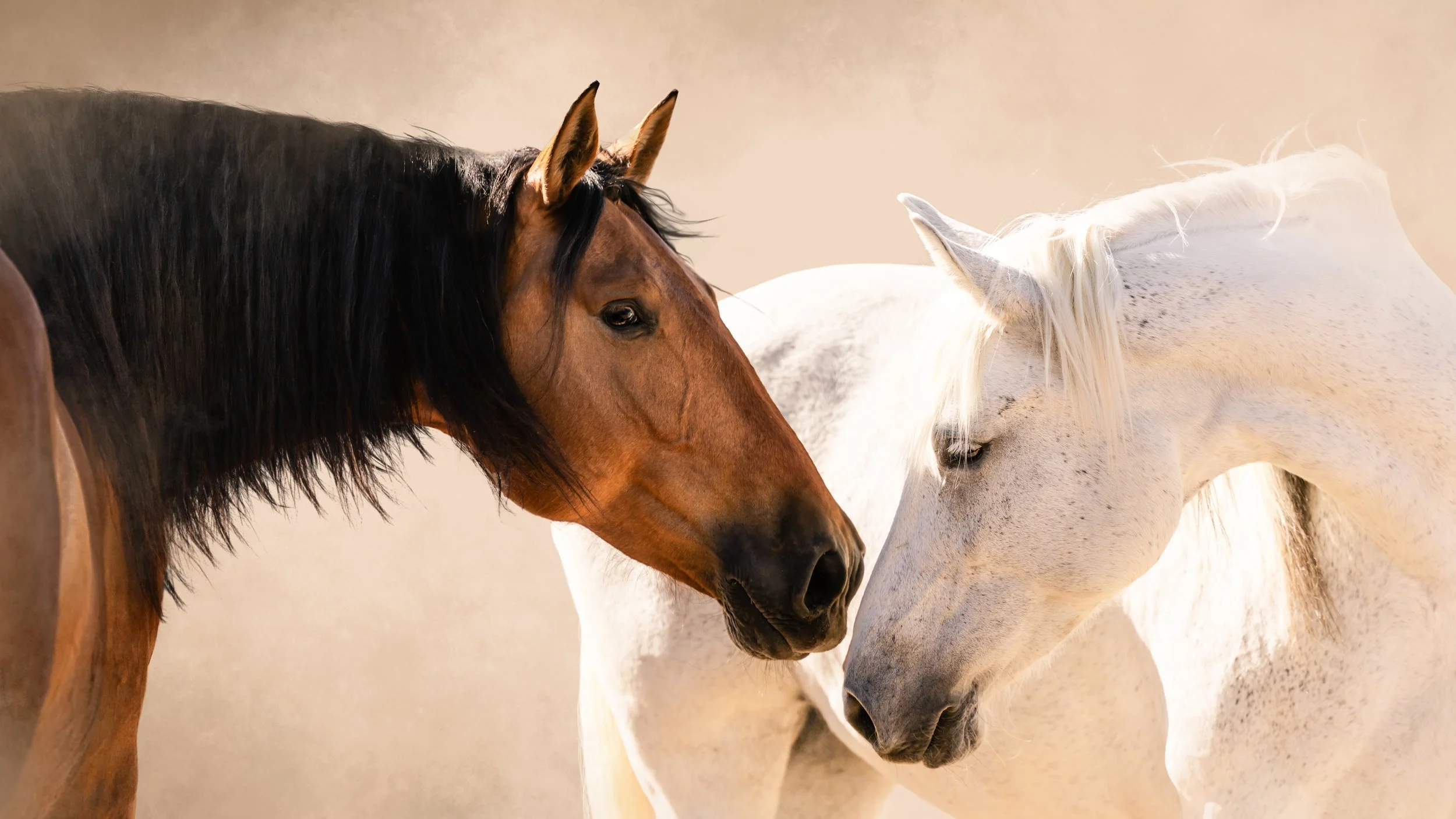 Two horses, one brown with black mane and one white with light mane, face each other with their heads close together.