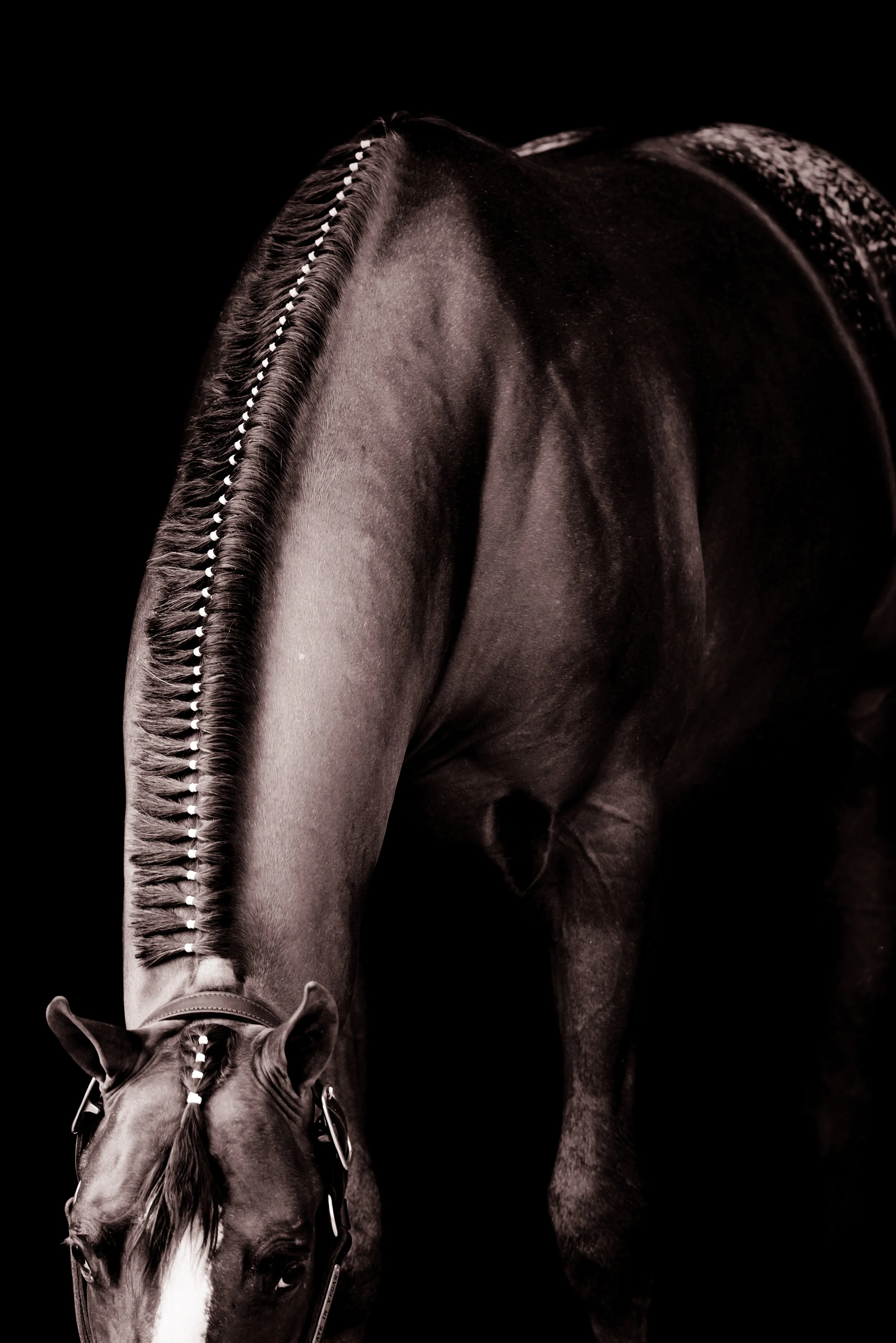 Close-up of a dark horse with a braided mane against a black background.