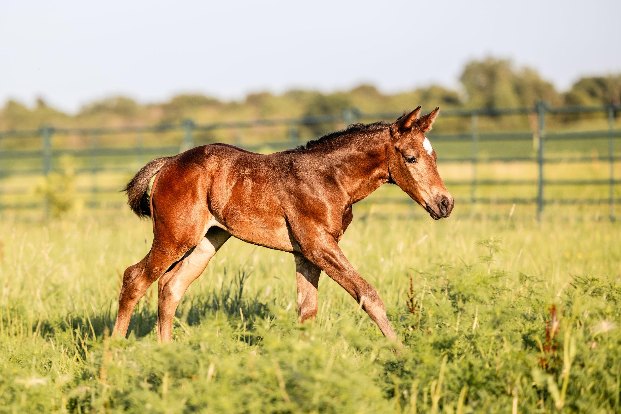 A young brown horse trotting in a green pasture with a fence and trees in the background on a sunny day.