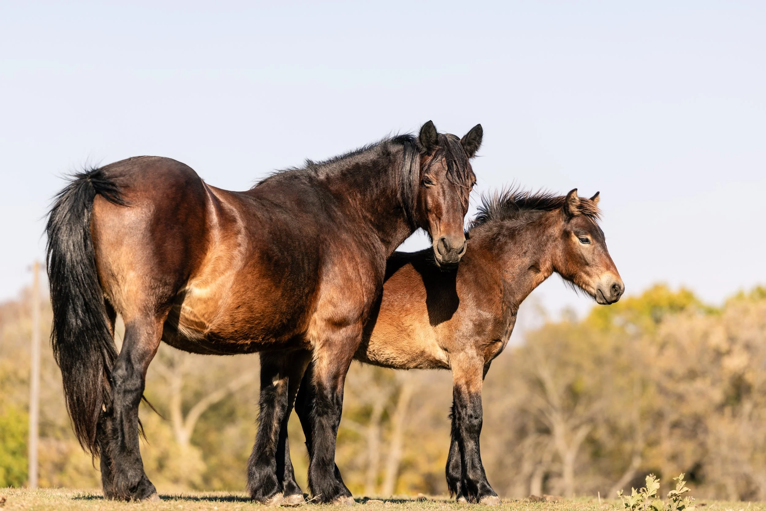 Two brown horses standing on grass with trees in the background