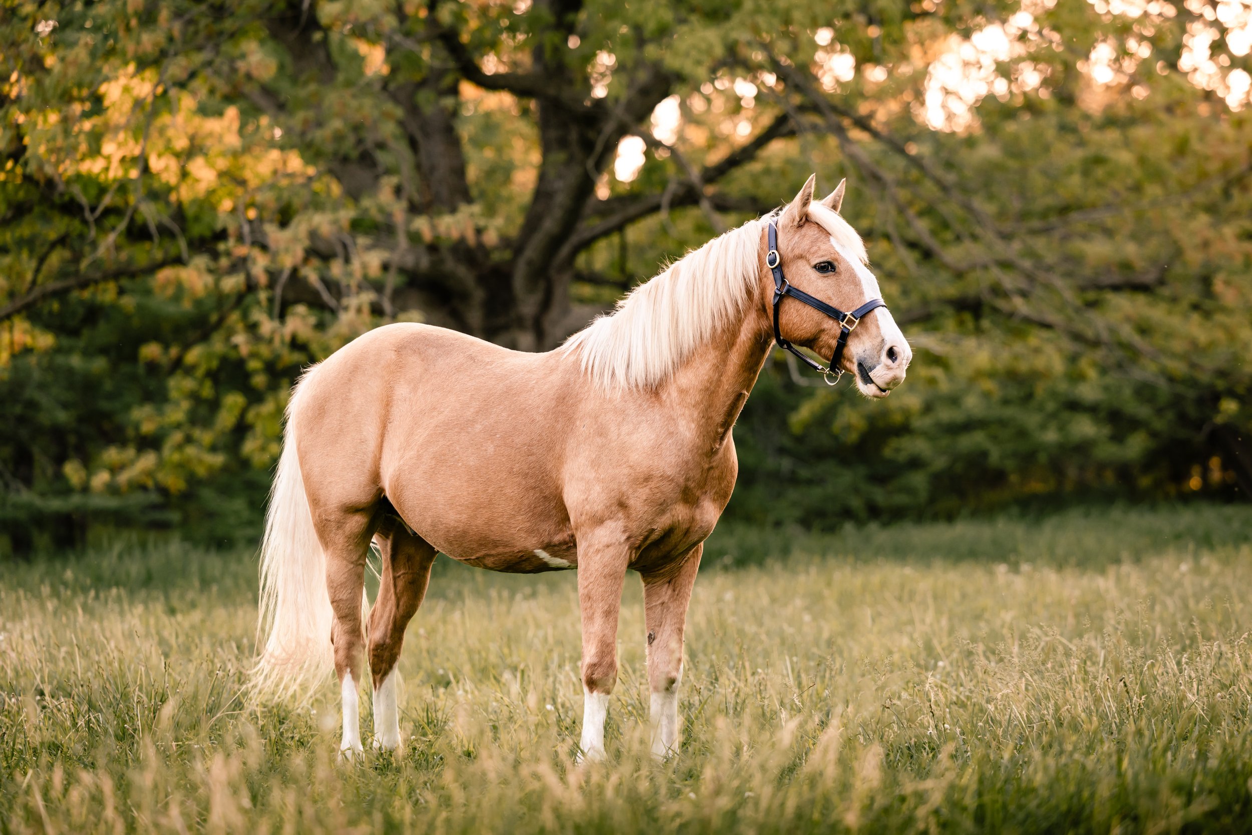 Palomino horse standing in a grassy field with trees in the background during sunset.