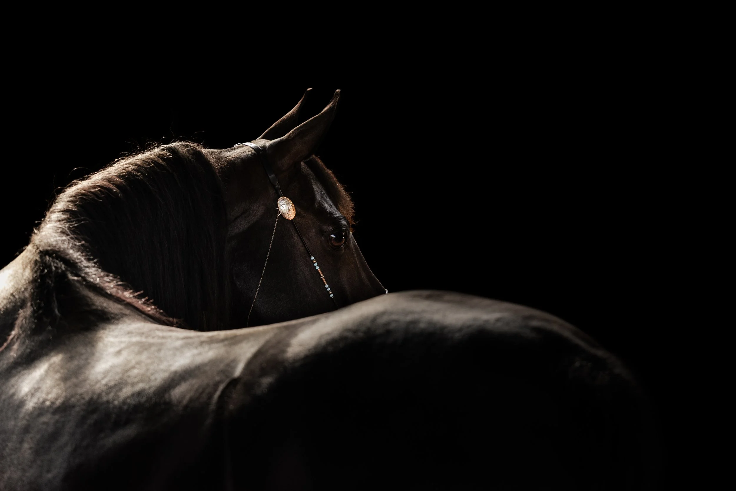 Close-up of a dark horse with a beaded bridle, set against a black background.