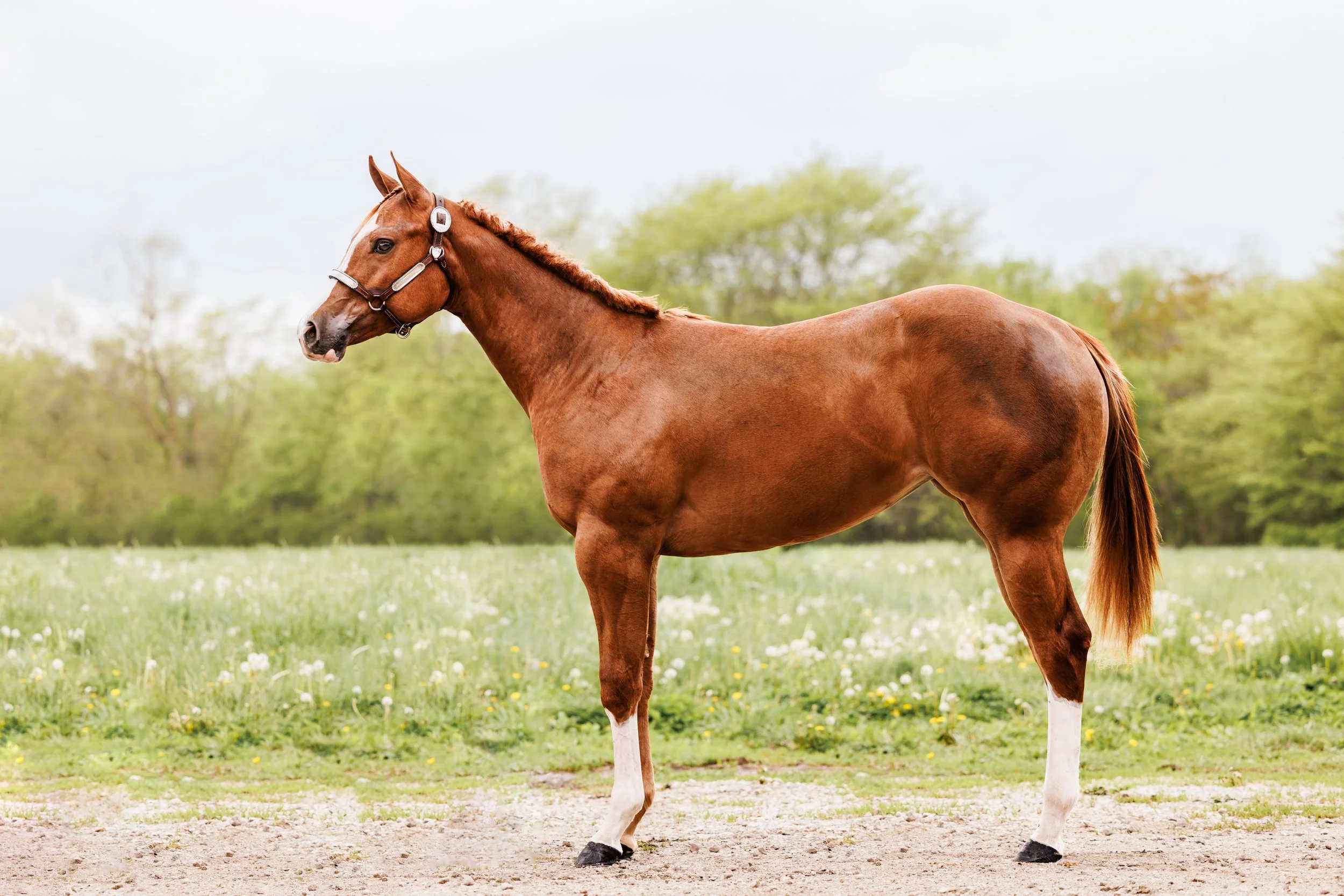 A chestnut horse with a white blaze on its face standing in a grassy field with wildflowers and trees in the background.