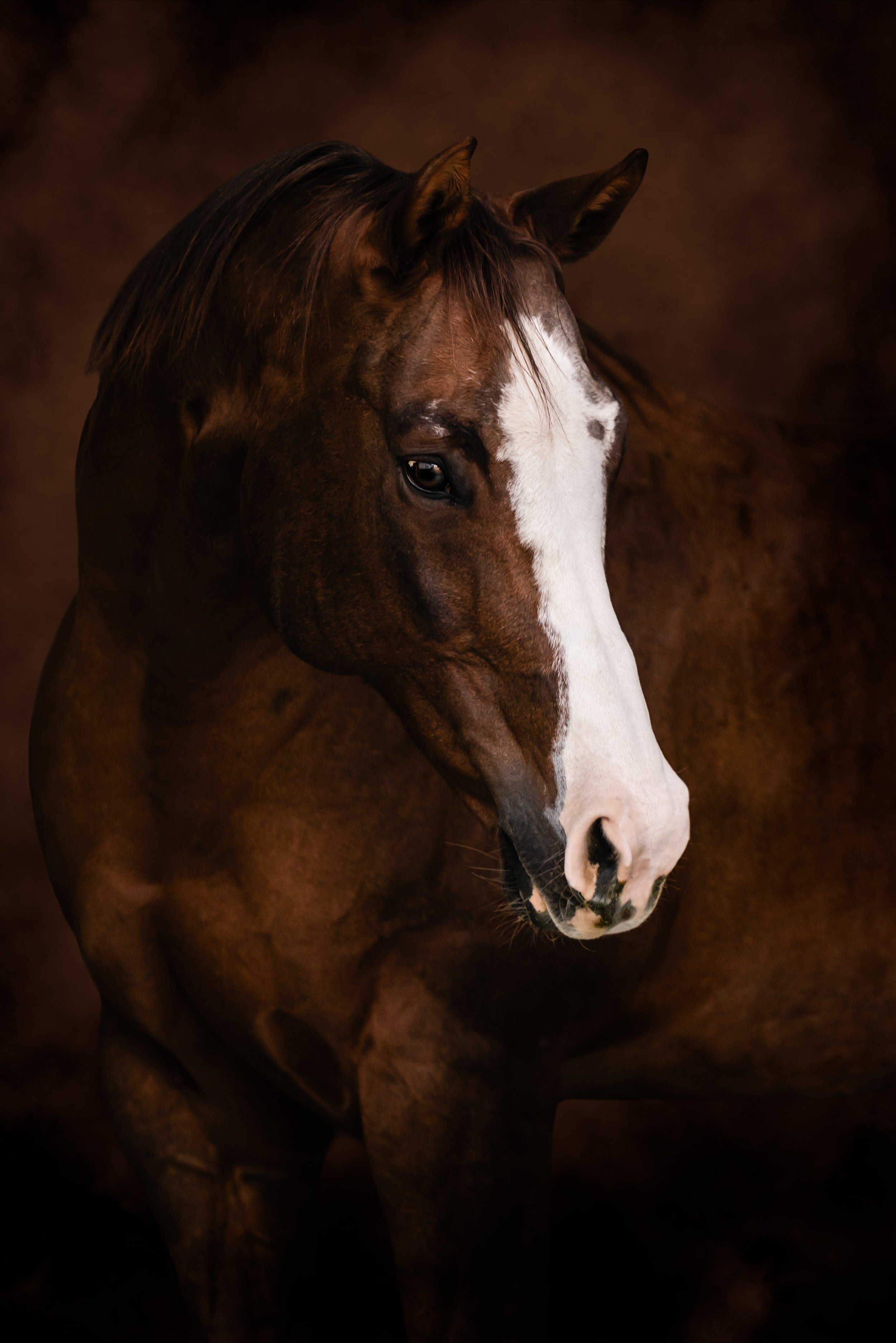 Close-up of a brown horse with white markings on its face against a dark background.