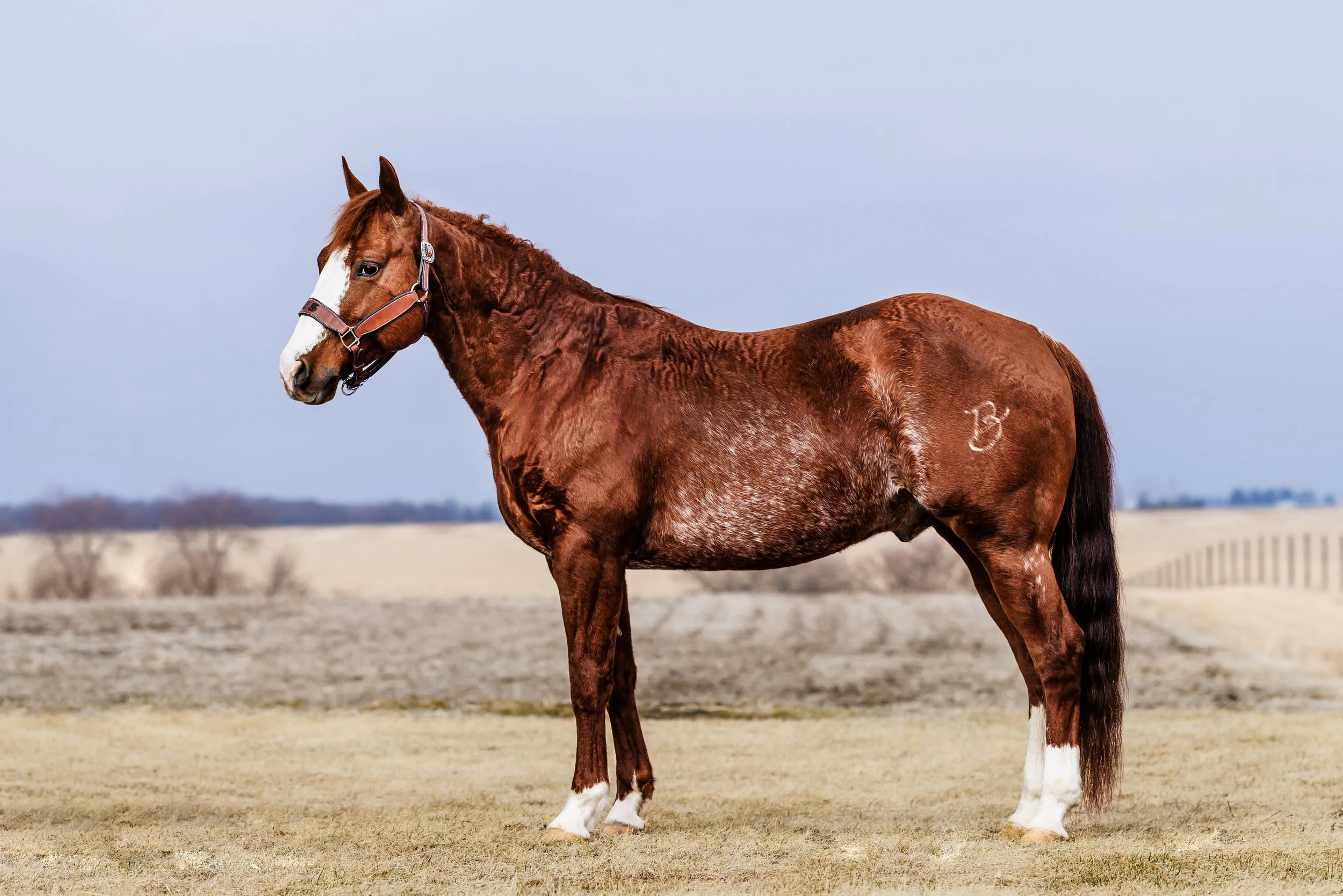 A brown horse with a white blaze on its face and white markings on its legs standing in an open field during daytime.