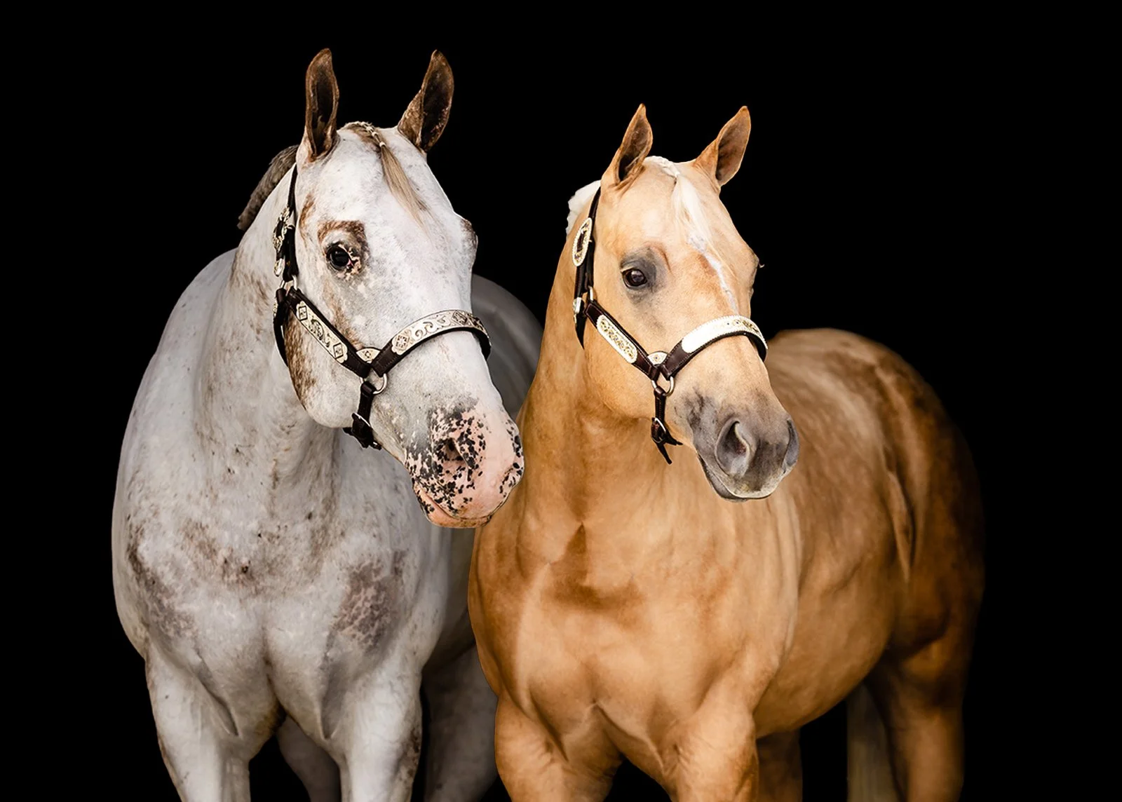 Two horses, one white with black spots and one tan, wearing bridles, standing closely against a black background.