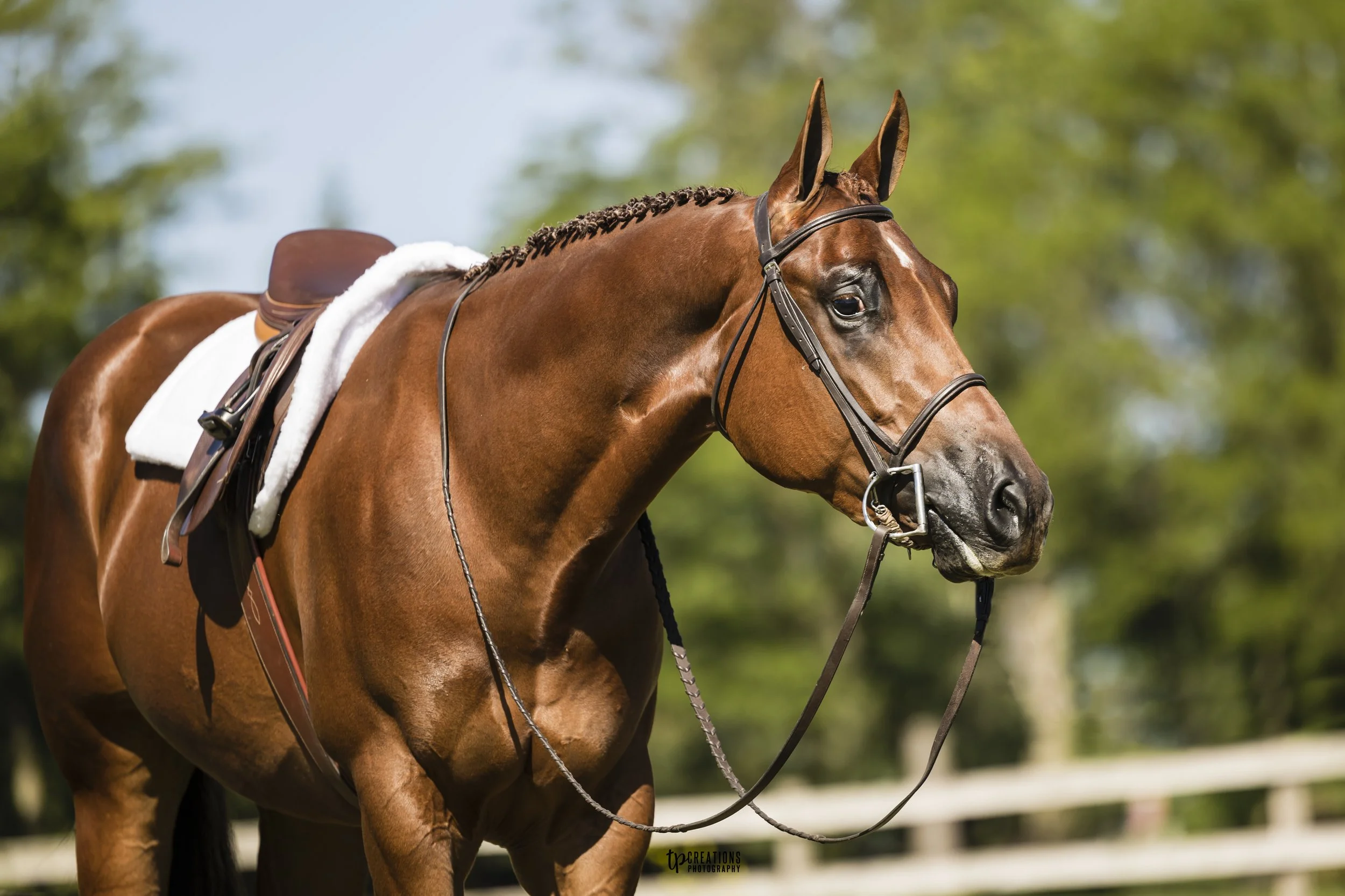A brown horse with a braided mane standing outdoors with a saddle and bridle, and a blurred background of trees and sky.