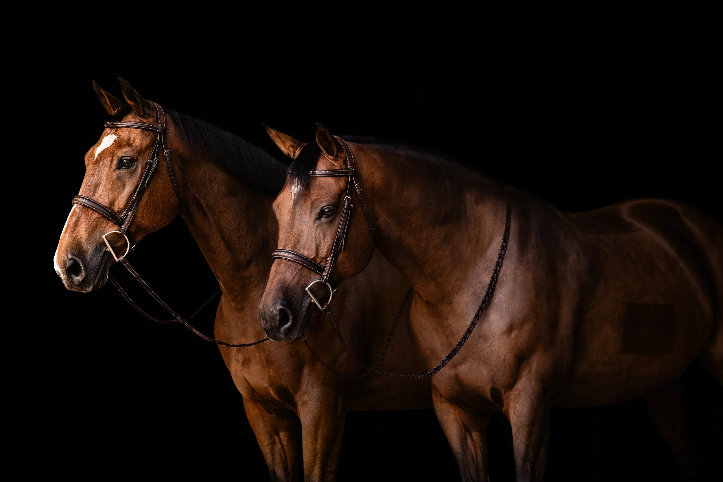 Two brown horses with black manes wearing bridles, standing against a black background.