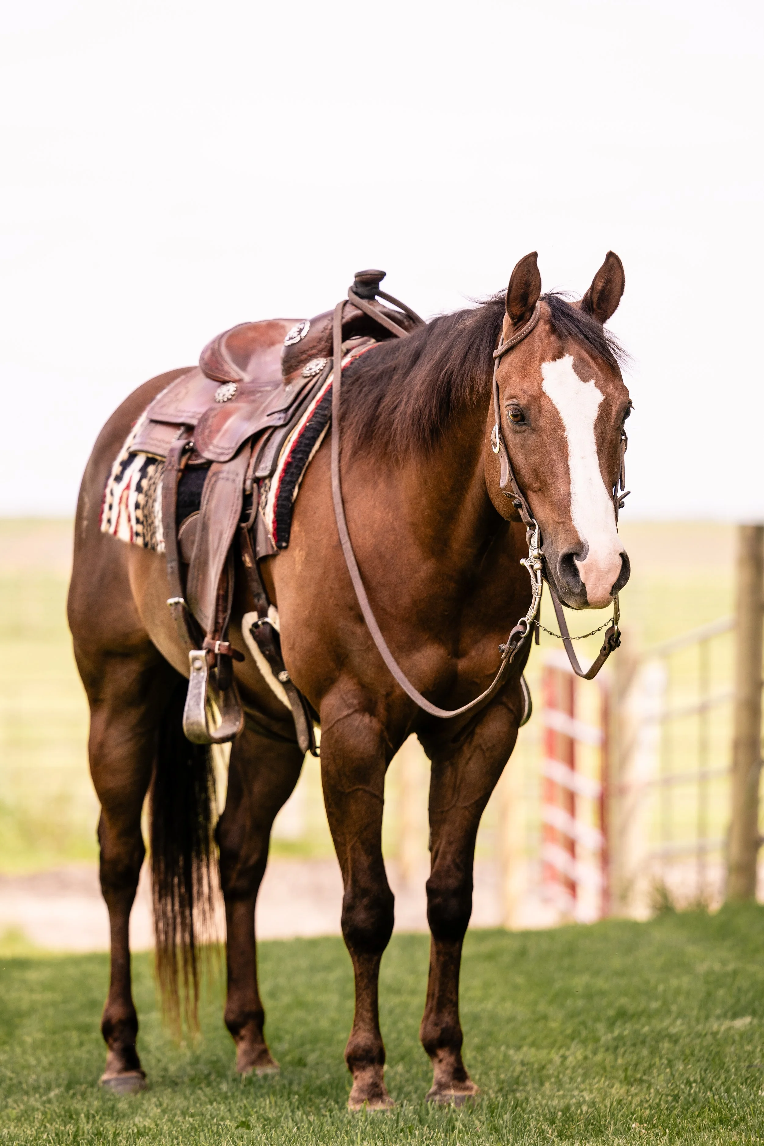 Brown horse with a white blaze on its face standing on green grass, equipped with a saddle and bridle in an outdoor setting.