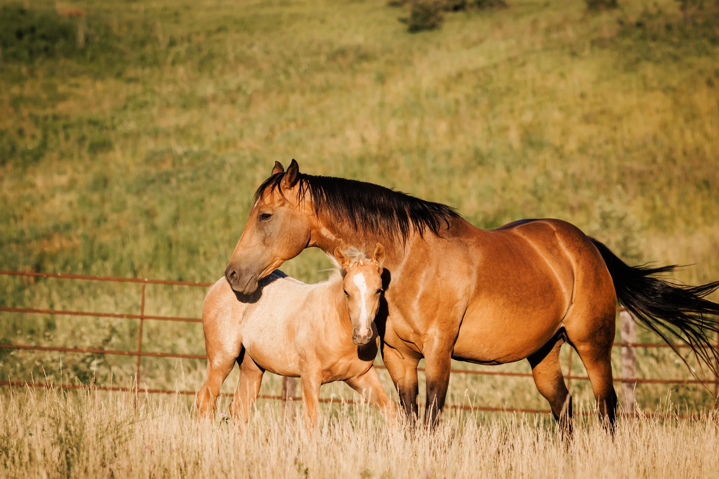 Two horses, a larger brown adult and a smaller light brown foal, standing in a grassy field with a wire fence in the background.