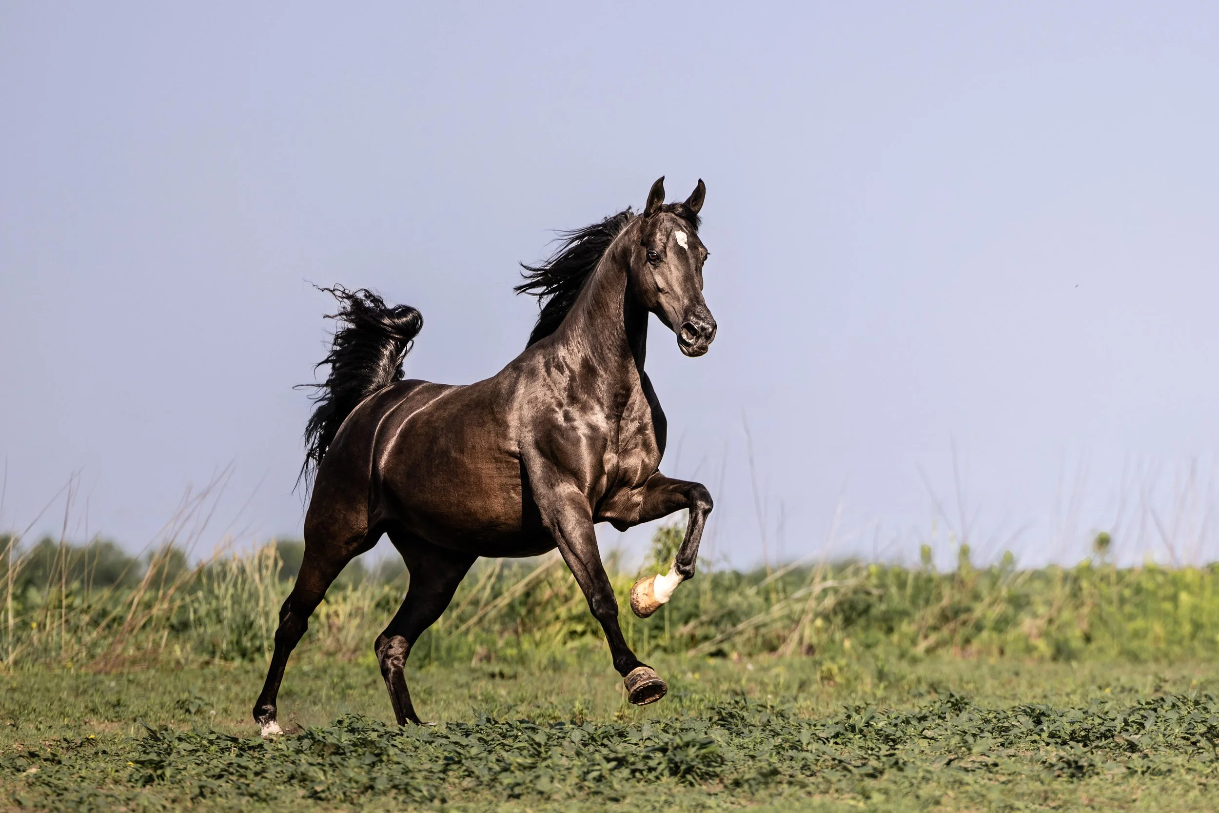 A dark brown horse running in a grassy field with a light blue sky in the background.