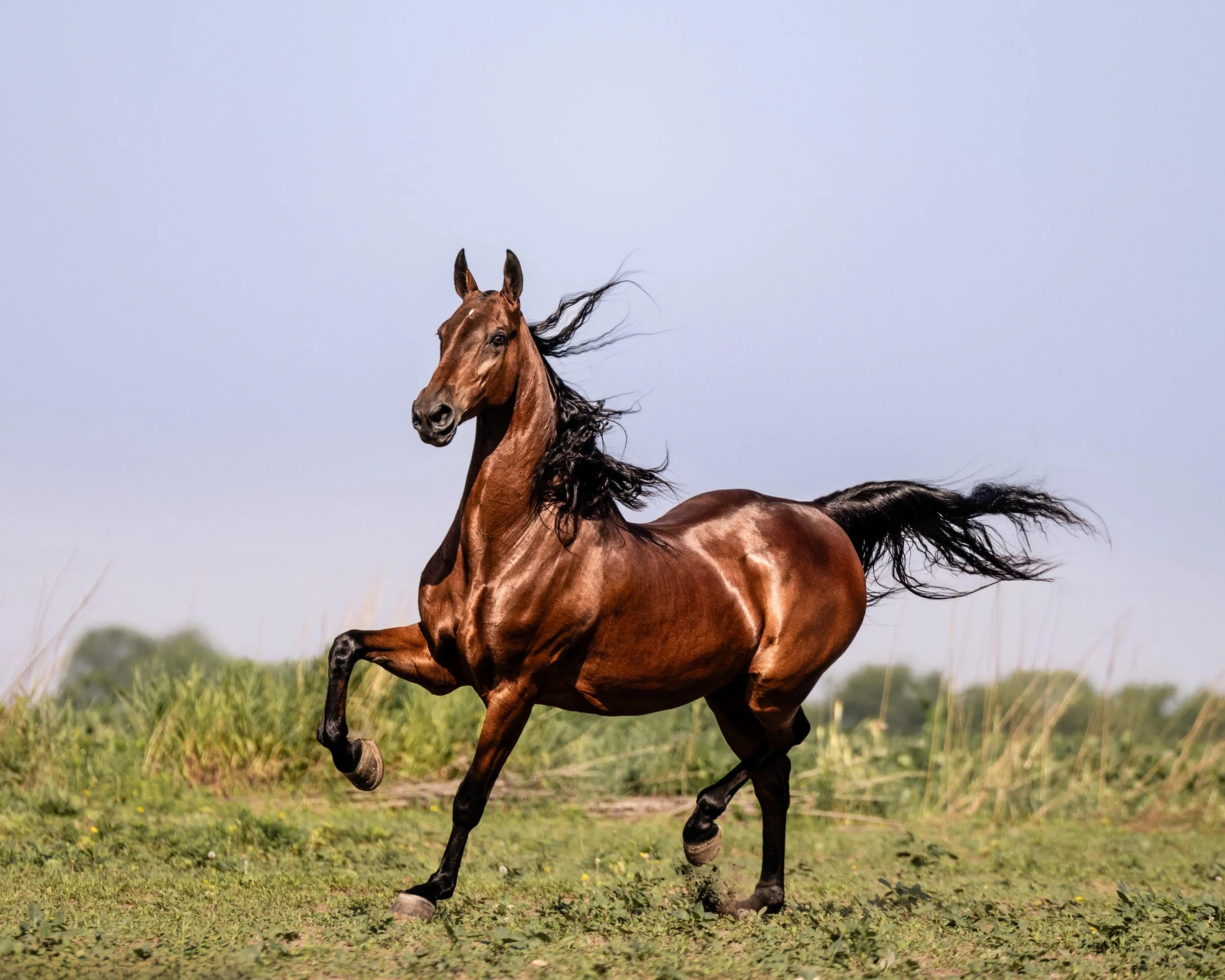 A brown horse running across a grassy field with a clear sky in the background.