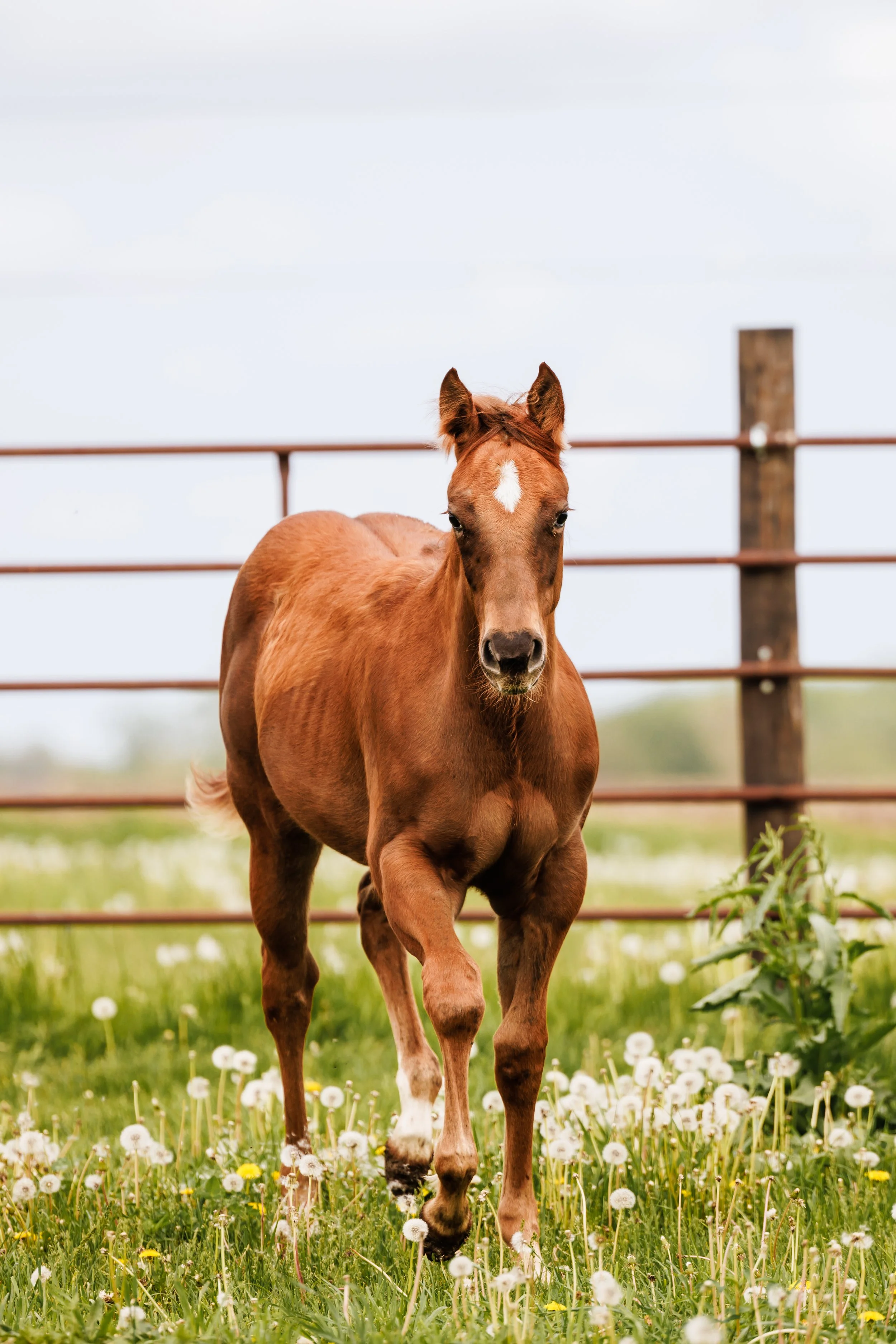 A young brown foal running through a grassy field with white dandelions, with a wooden fence in the background.