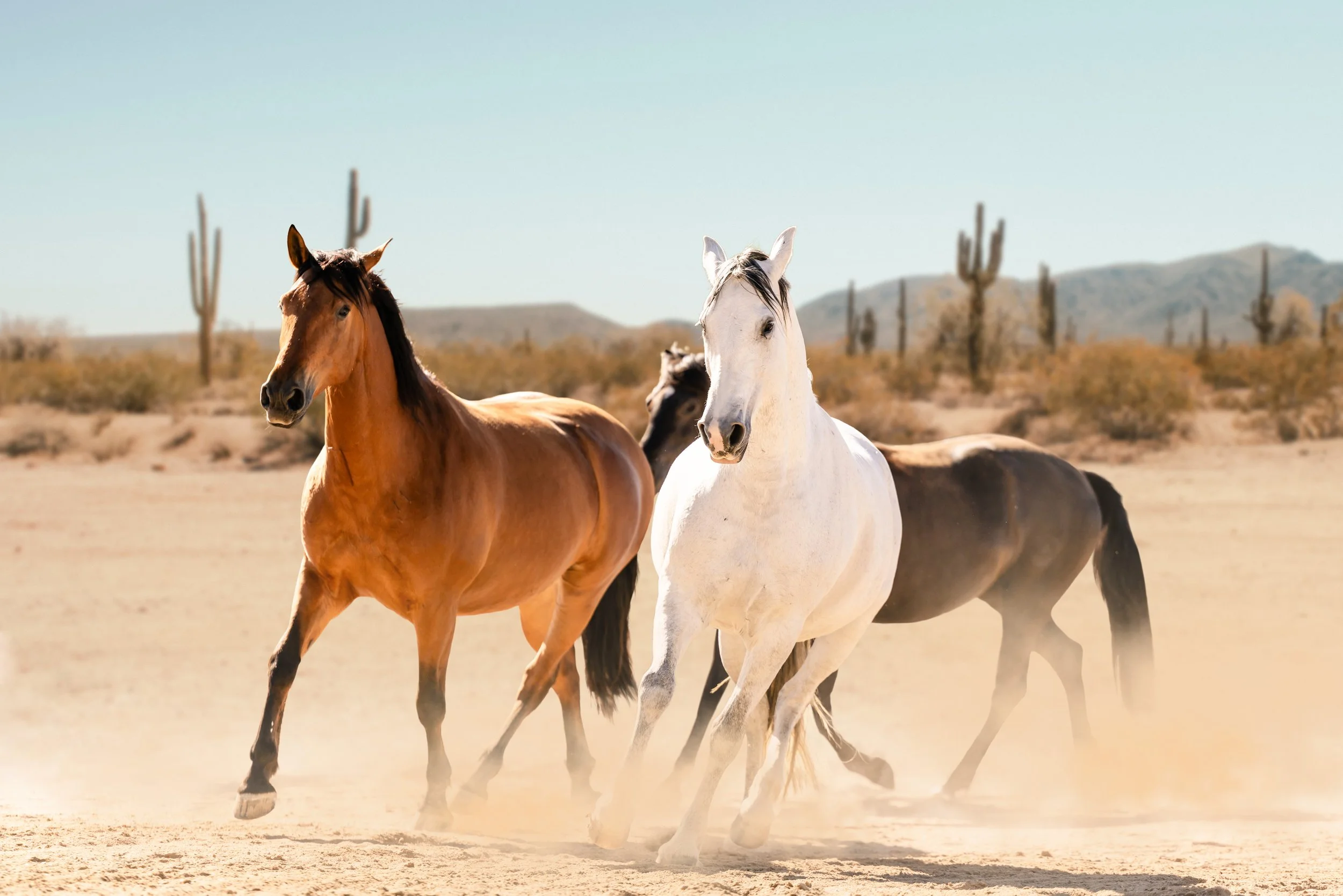Four horses running in a desert landscape with cacti and mountains in the background.
