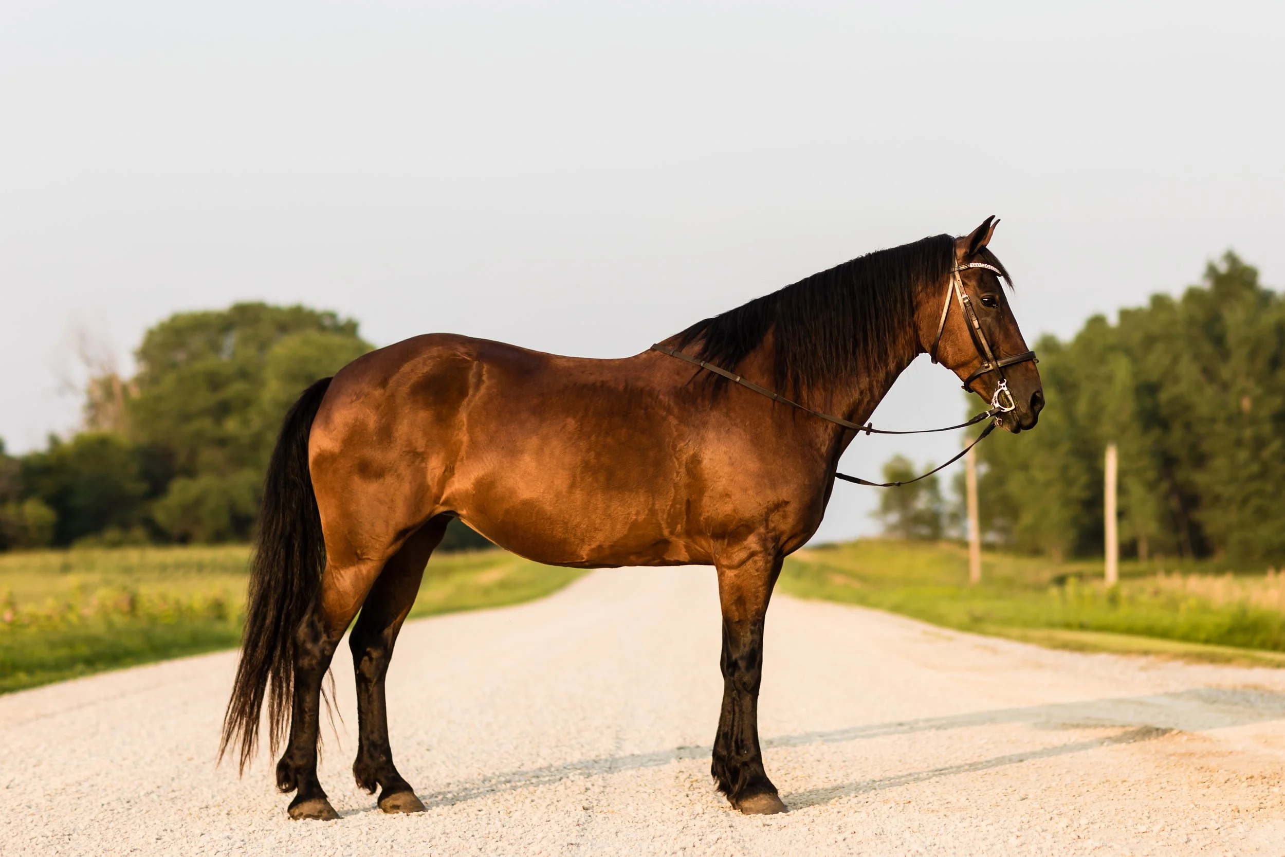 A brown horse with black mane and tail standing on a dirt road in a rural area with trees in the background.