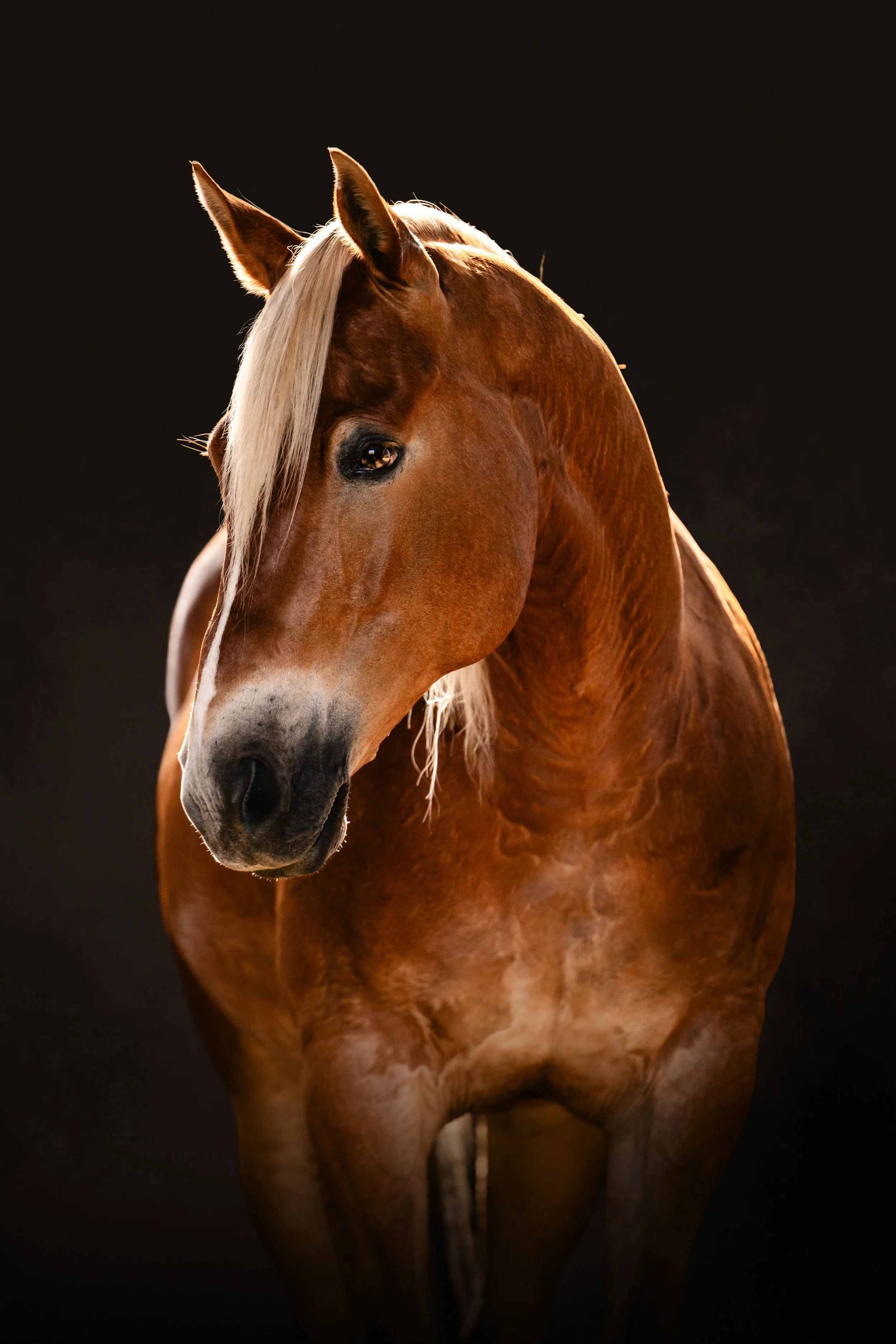 A chestnut horse with a blond mane against a dark background.
