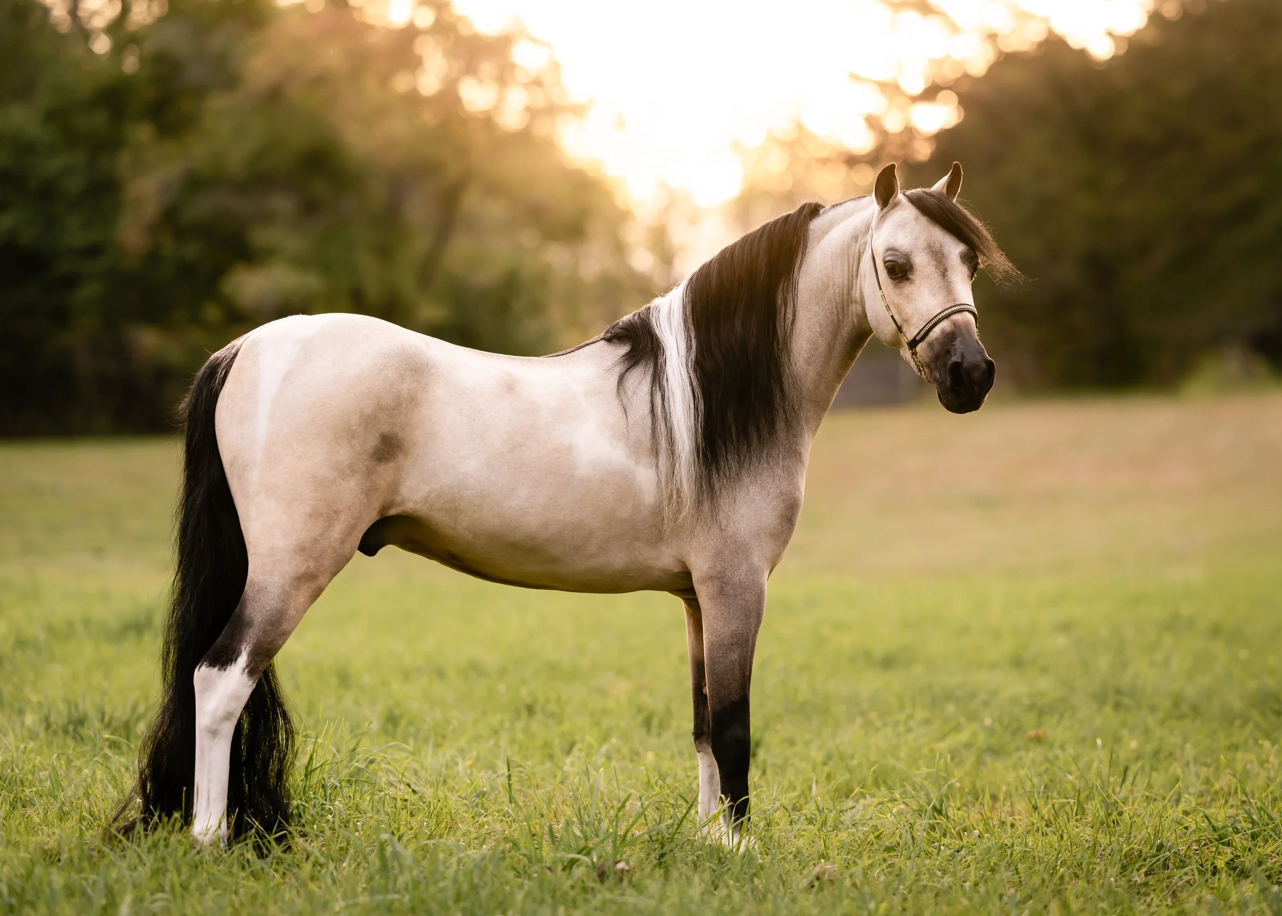 A light-colored horse with dark mane and tail standing in a green field during sunset.