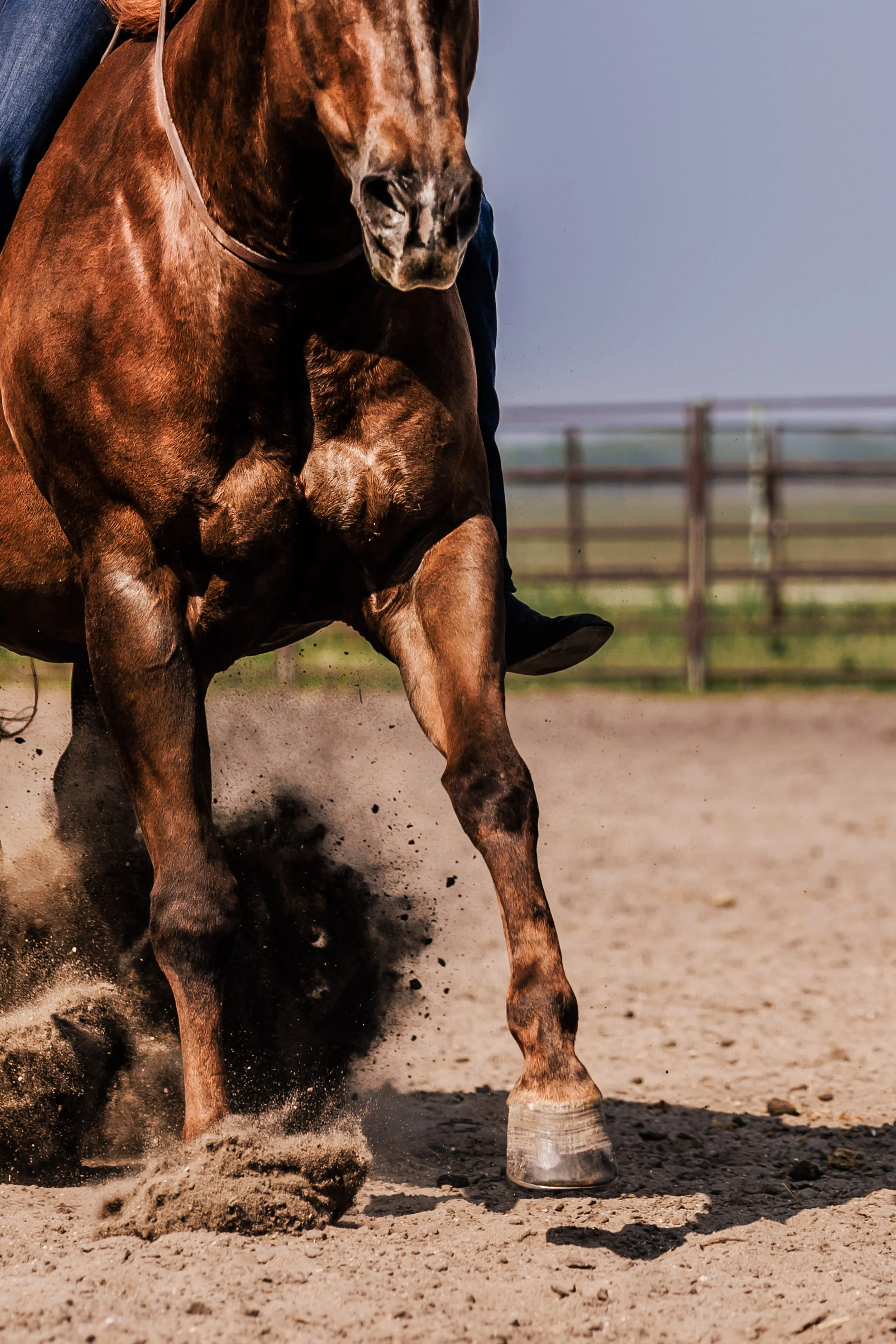 A close-up of a brown horse running on a dirt track with a rider, kicking up dust in an outdoor setting with a wooden fence and fields in the background.