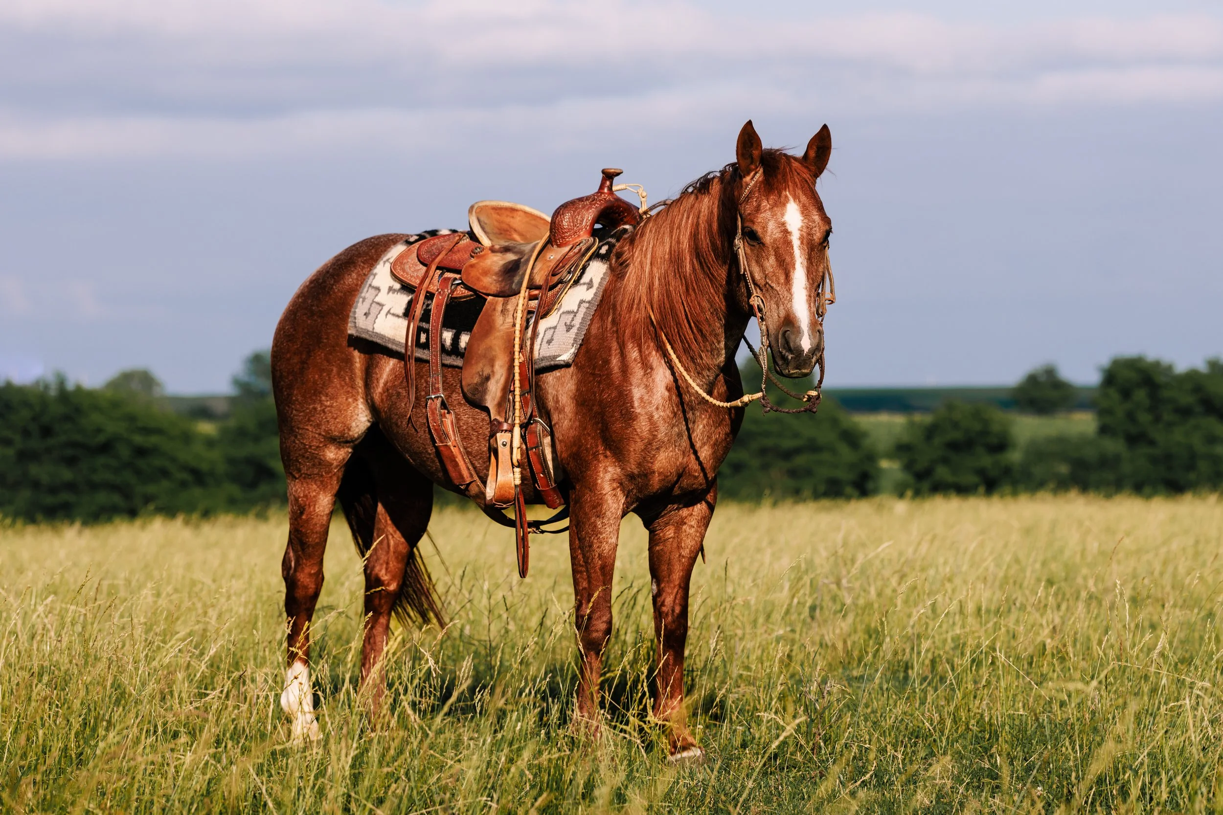 A brown horse with a saddle standing in a grassy field.