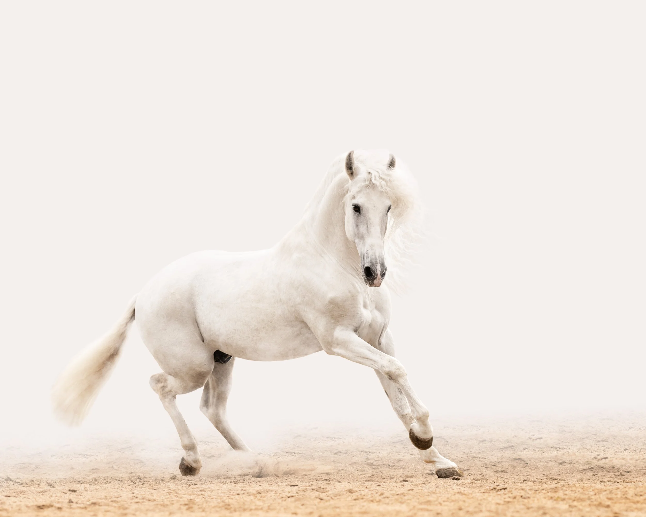 White horse running on dirt with a plain white background.