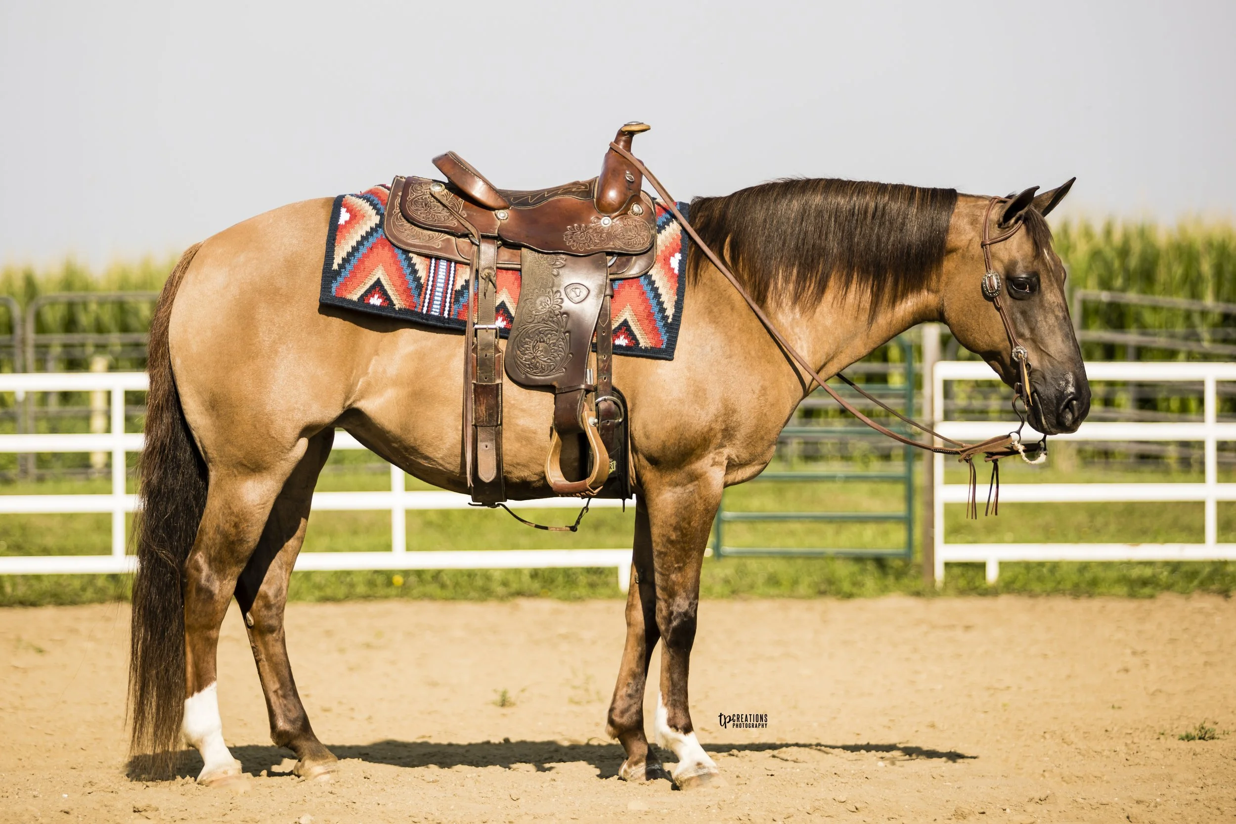A brown horse with a dark mane and tail standing on sandy ground in a paddock with white fencing in the background, equipped with a western saddle and colorful saddle blanket.