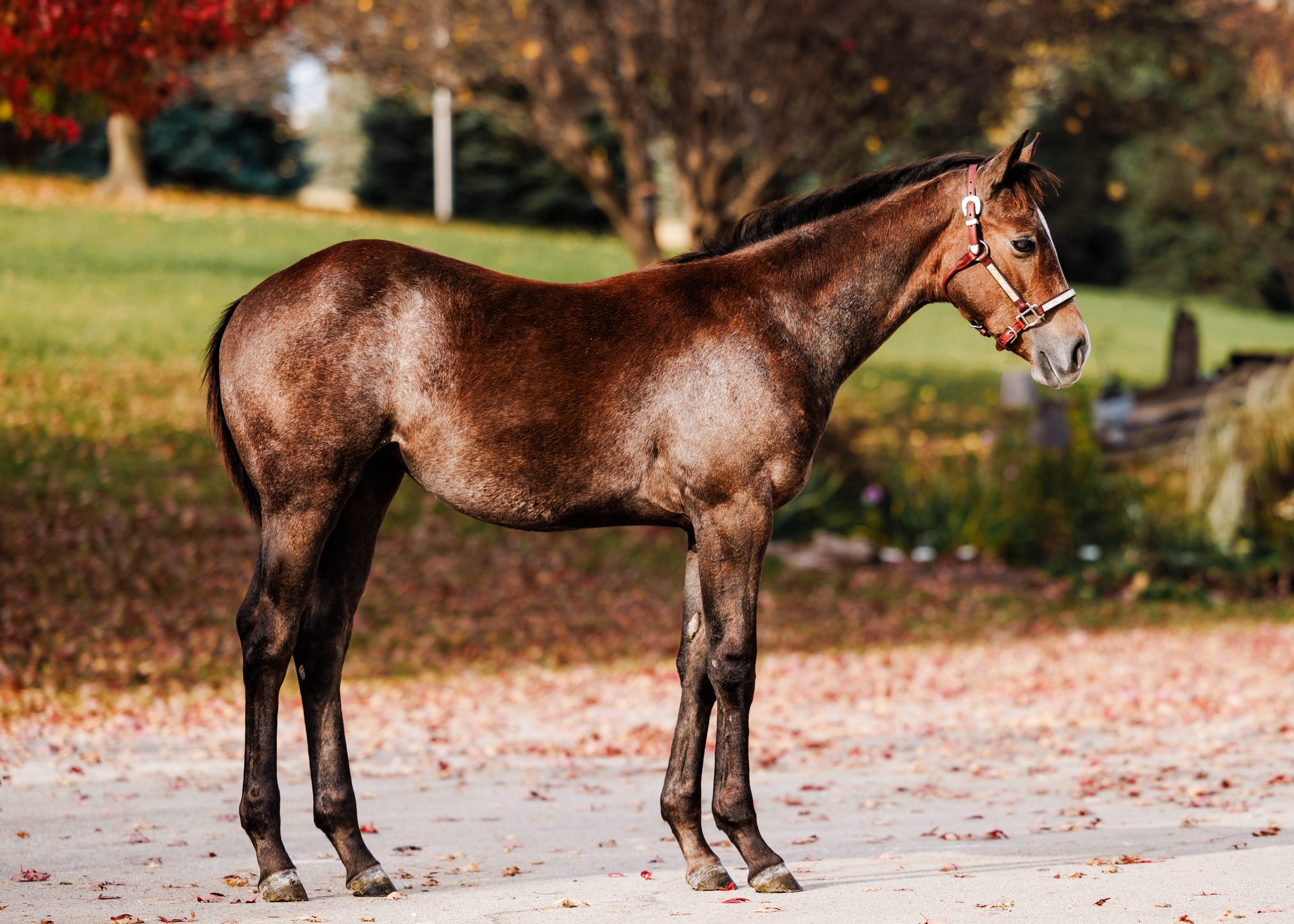 A brown horse standing outdoors on a sandy surface during autumn, with trees and fall leaves in the background.