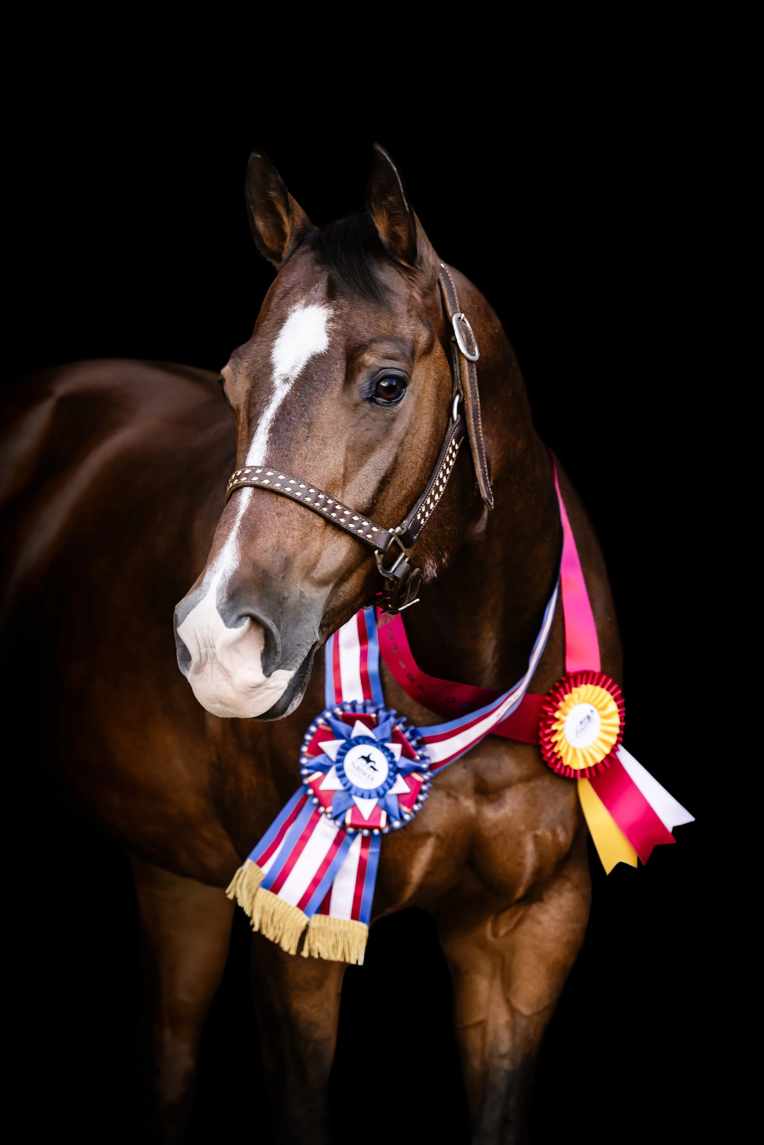 A brown horse with a white mark on its face, wearing a bridle and show ribbons, against a black background.
