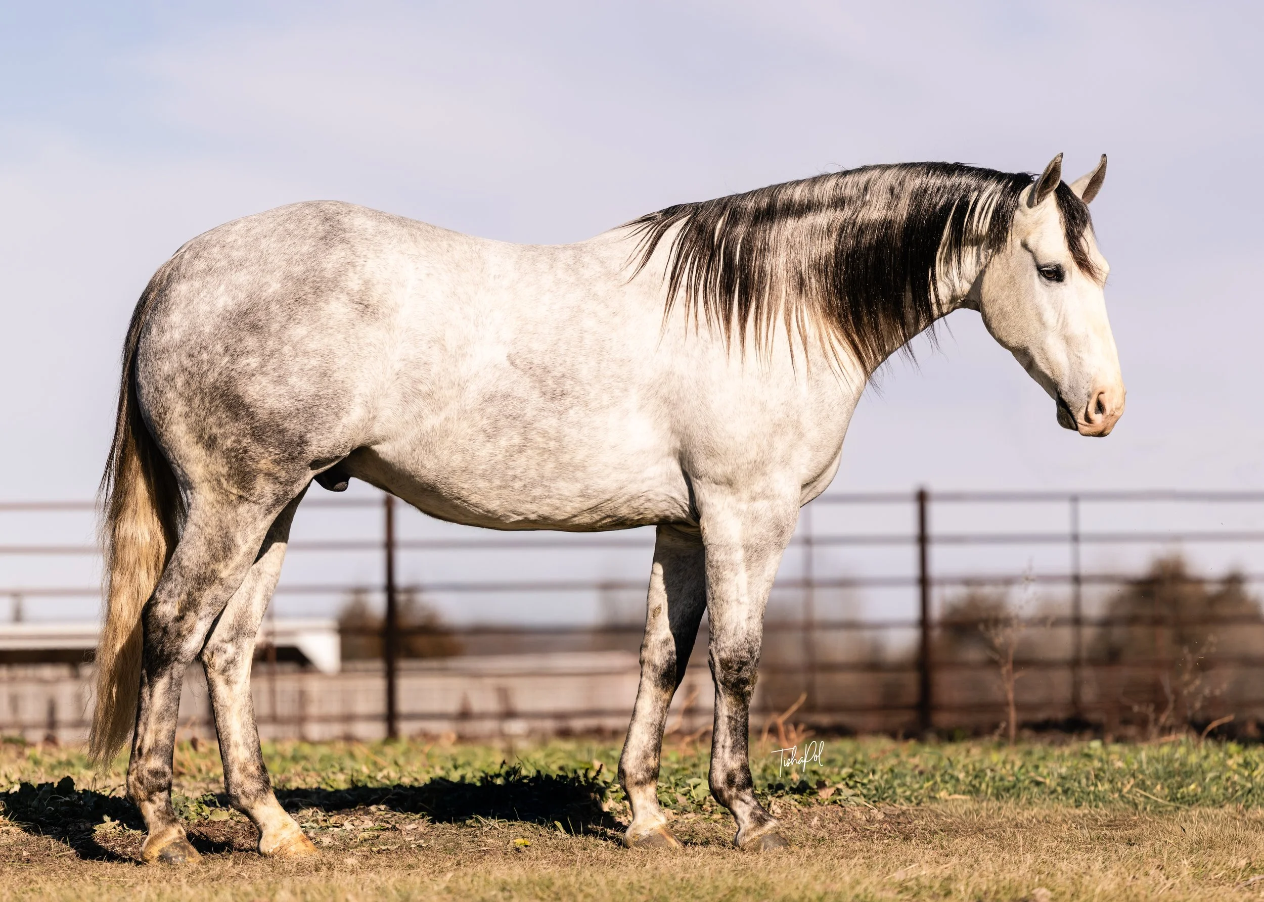 A white and gray dappled horse with a dark mane stands on a grassy field with a brown fence and a cloudy sky in the background.