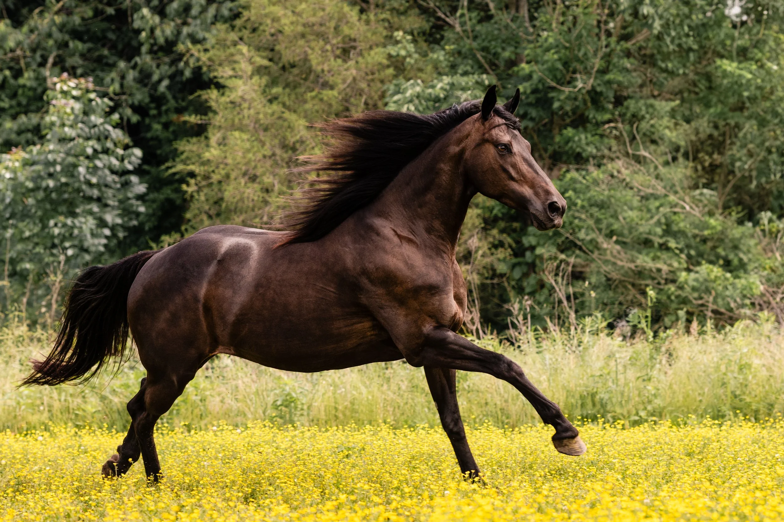 A dark brown horse rearing on a field of yellow flowers with green trees in the background.