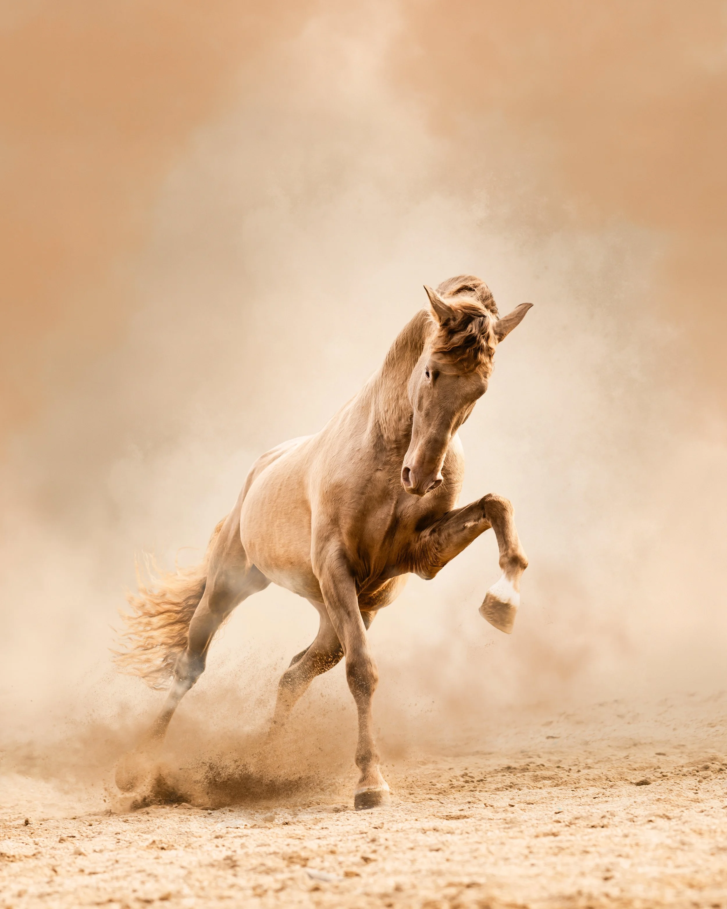 A light brown horse rearing up on dirt ground with a dusty background.