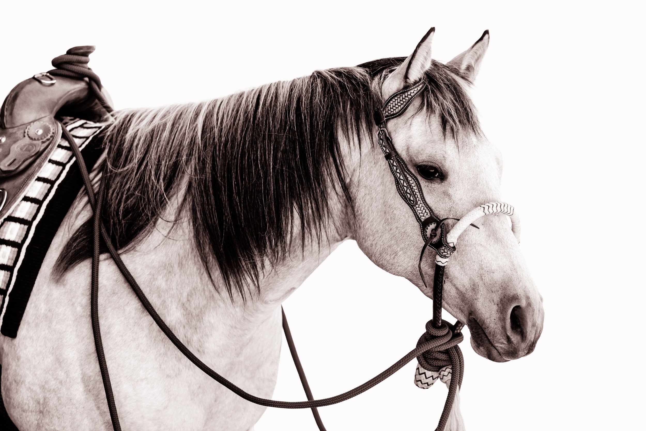 A white horse with a dark mane and a braided forelock, wearing a bridle and saddle, against a plain white background.