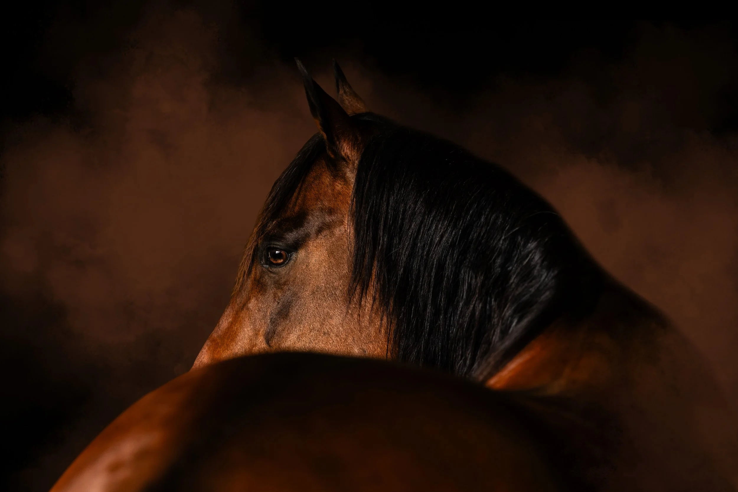 Close-up of a brown horse with a black mane, set against a dark background.
