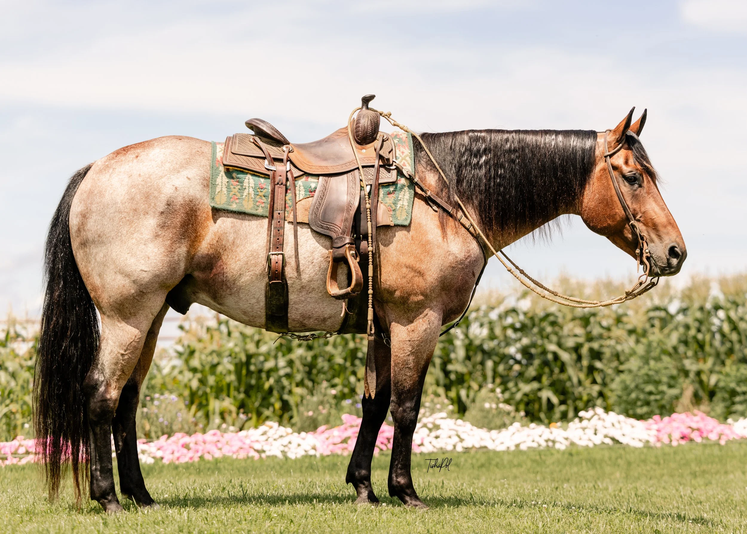 A brown and white horse with a black mane standing on grass with a field of flowers in the background.