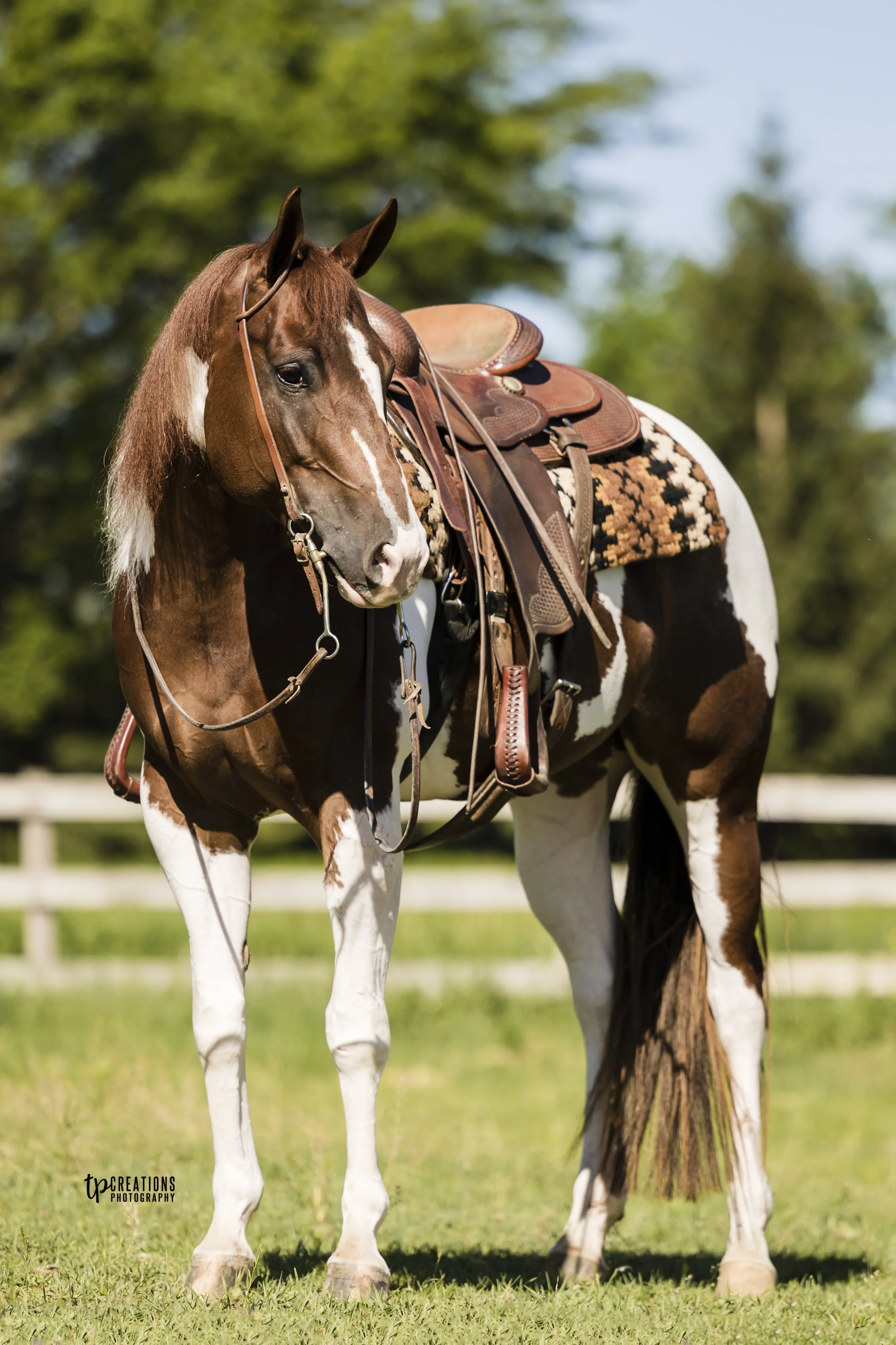 A brown and white paint horse with a saddle on a grassy field, with trees in the background.