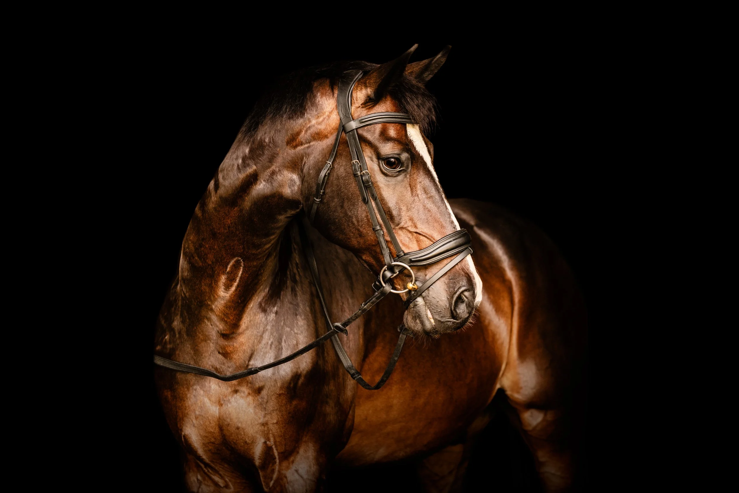 A brown horse with a black mane, wearing a bridle, against a black background.