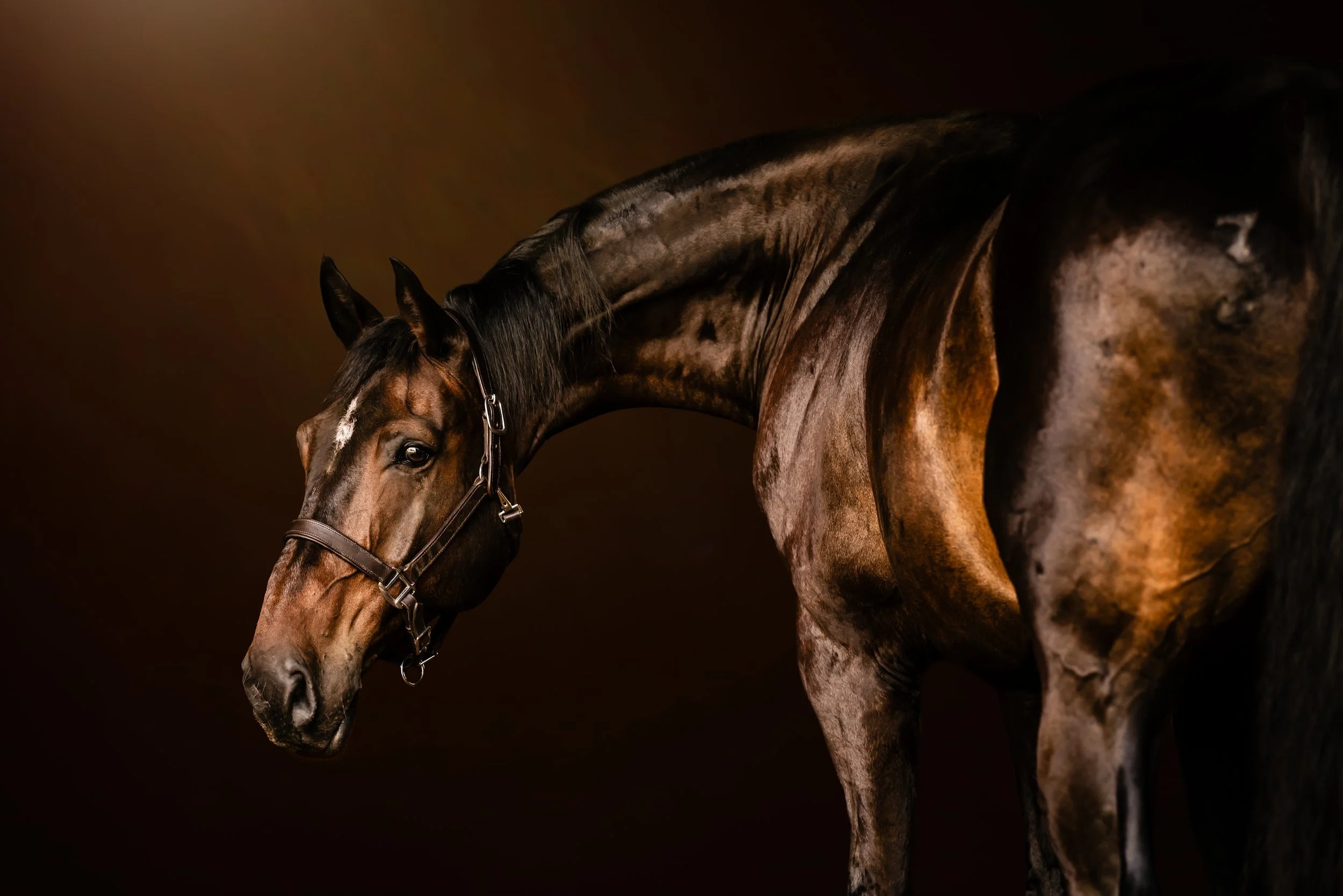 A brown horse with a black mane against a dark background, looking downward.