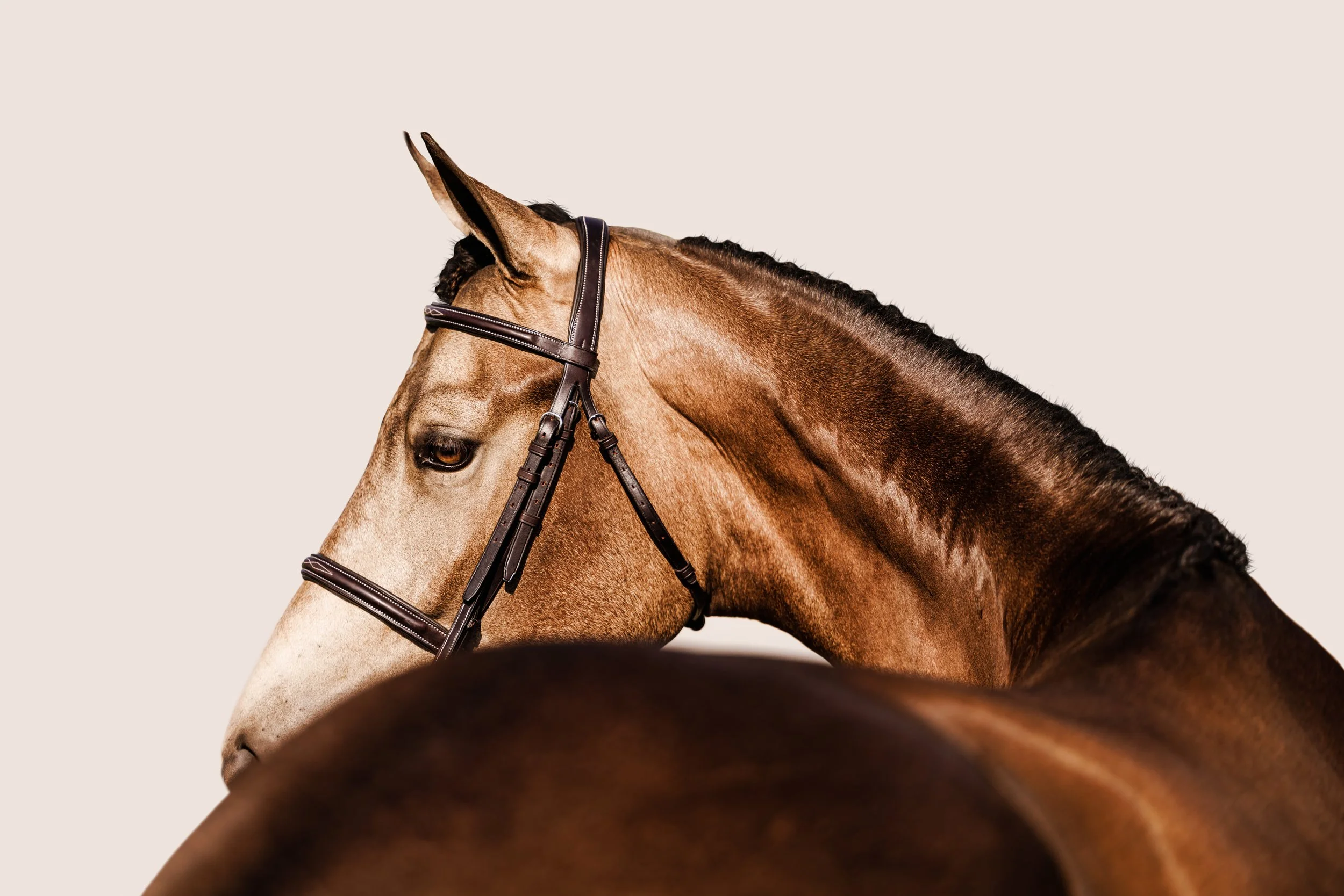 Close-up of a brown horse with a dark mane, wearing a bridle, against a plain light background.