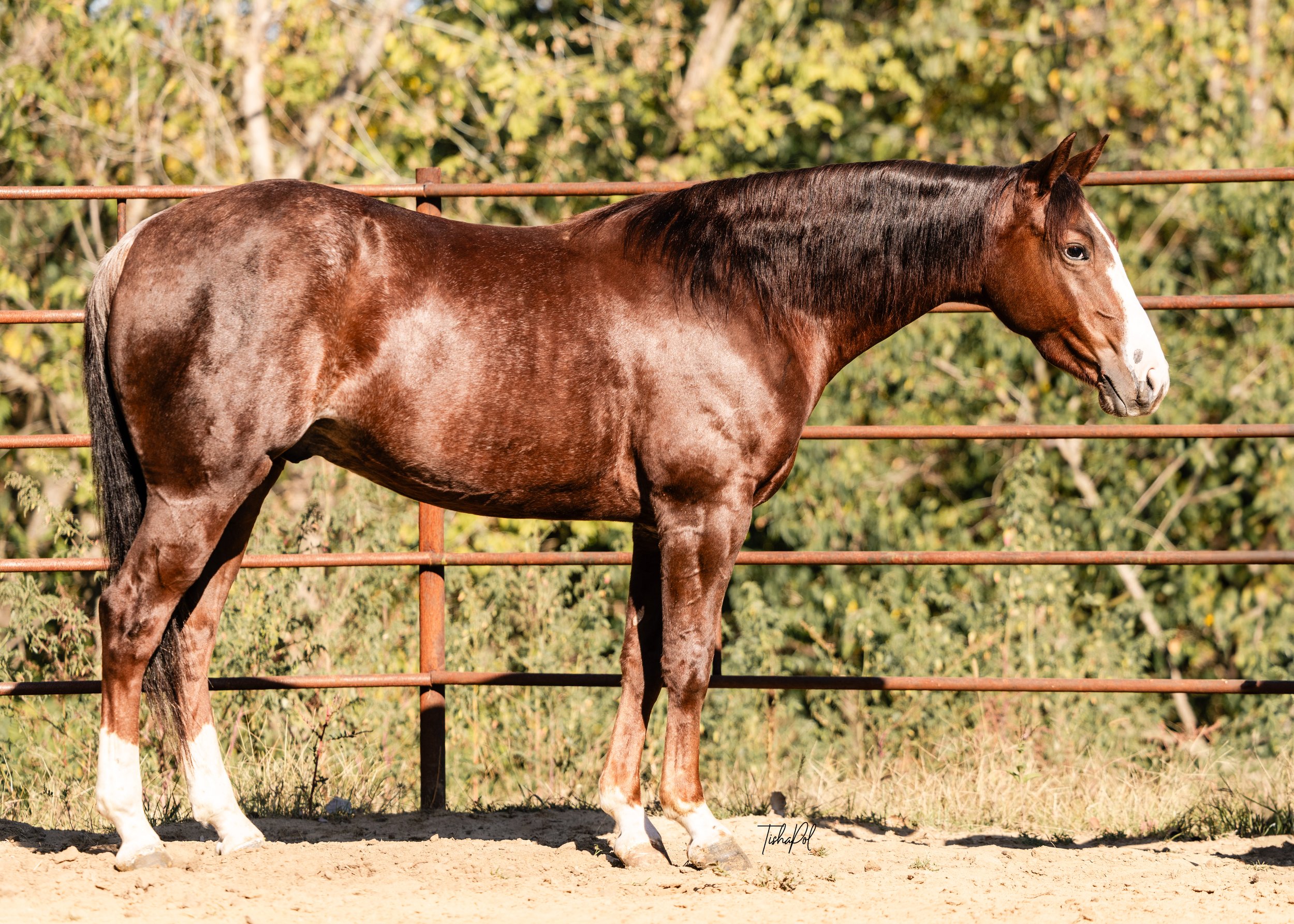 A brown horse with a white blaze on its face stands on sandy ground behind a metal fence with trees in the background.