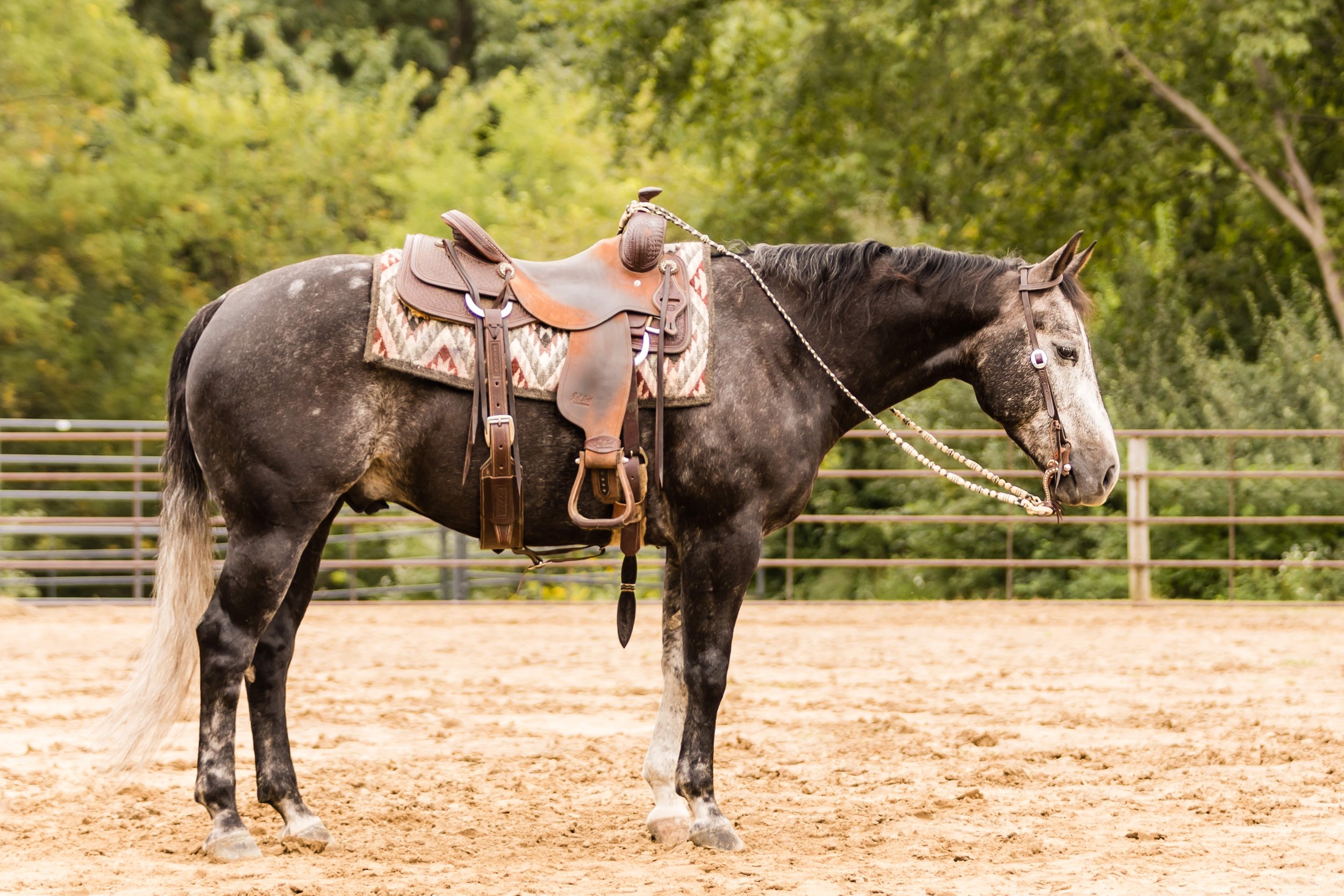 A brown and gray spotted horse standing on a dirt arena with a colorful saddle and bridle, surrounded by green trees.